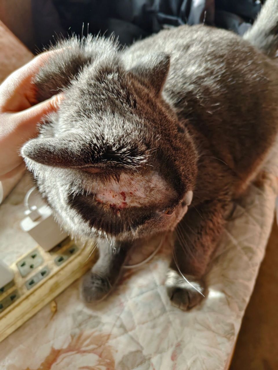 猫咪球菌感染怎么办    我告诉你们怎么办!