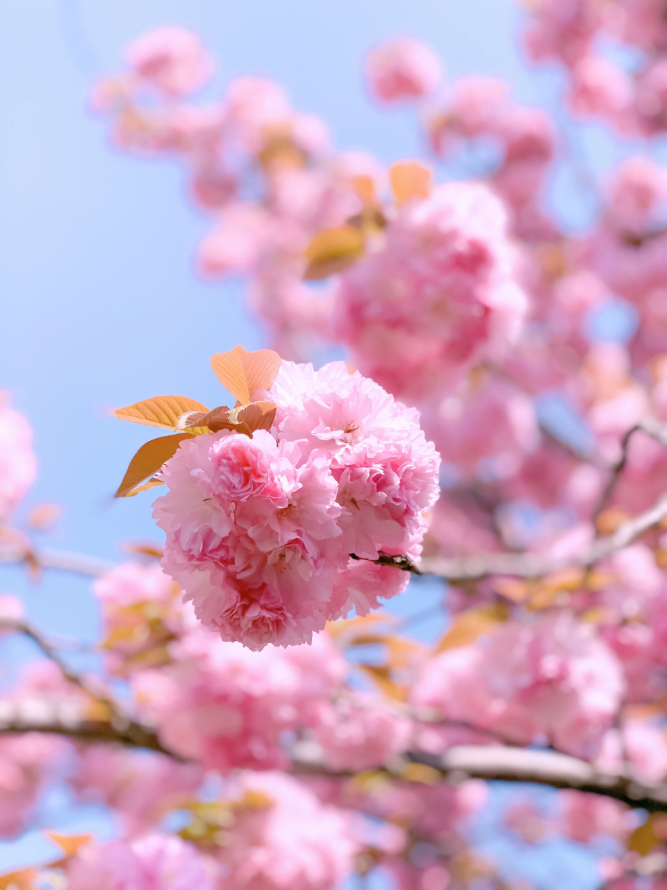 误入樱花94林 日本晚樱—-关山樱,又称红樱 以花朵大,重瓣著称
