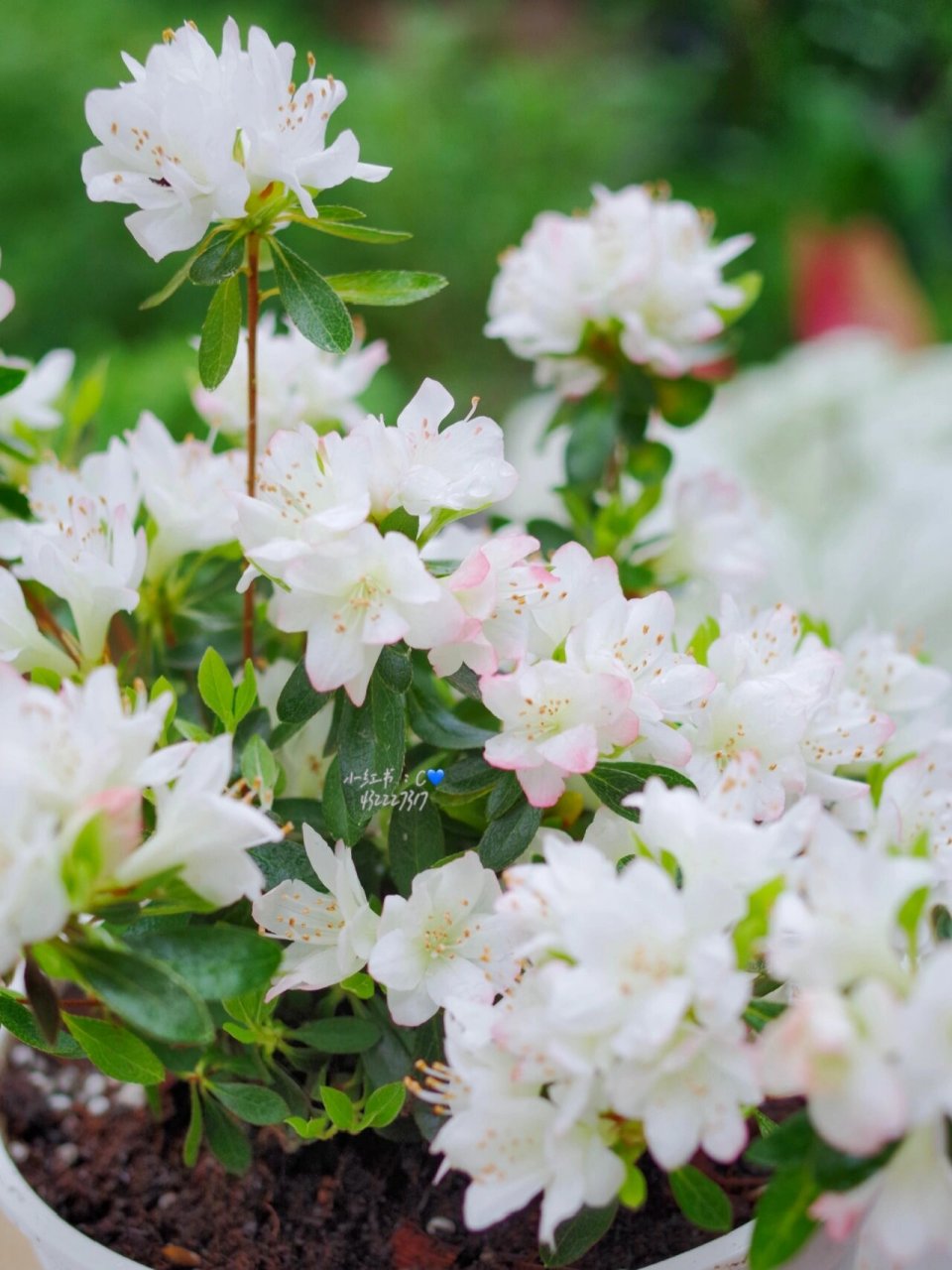 久留米杜鹃-女王07 清新小个子适合盆栽 #养花# #两广种花# #杜鹃