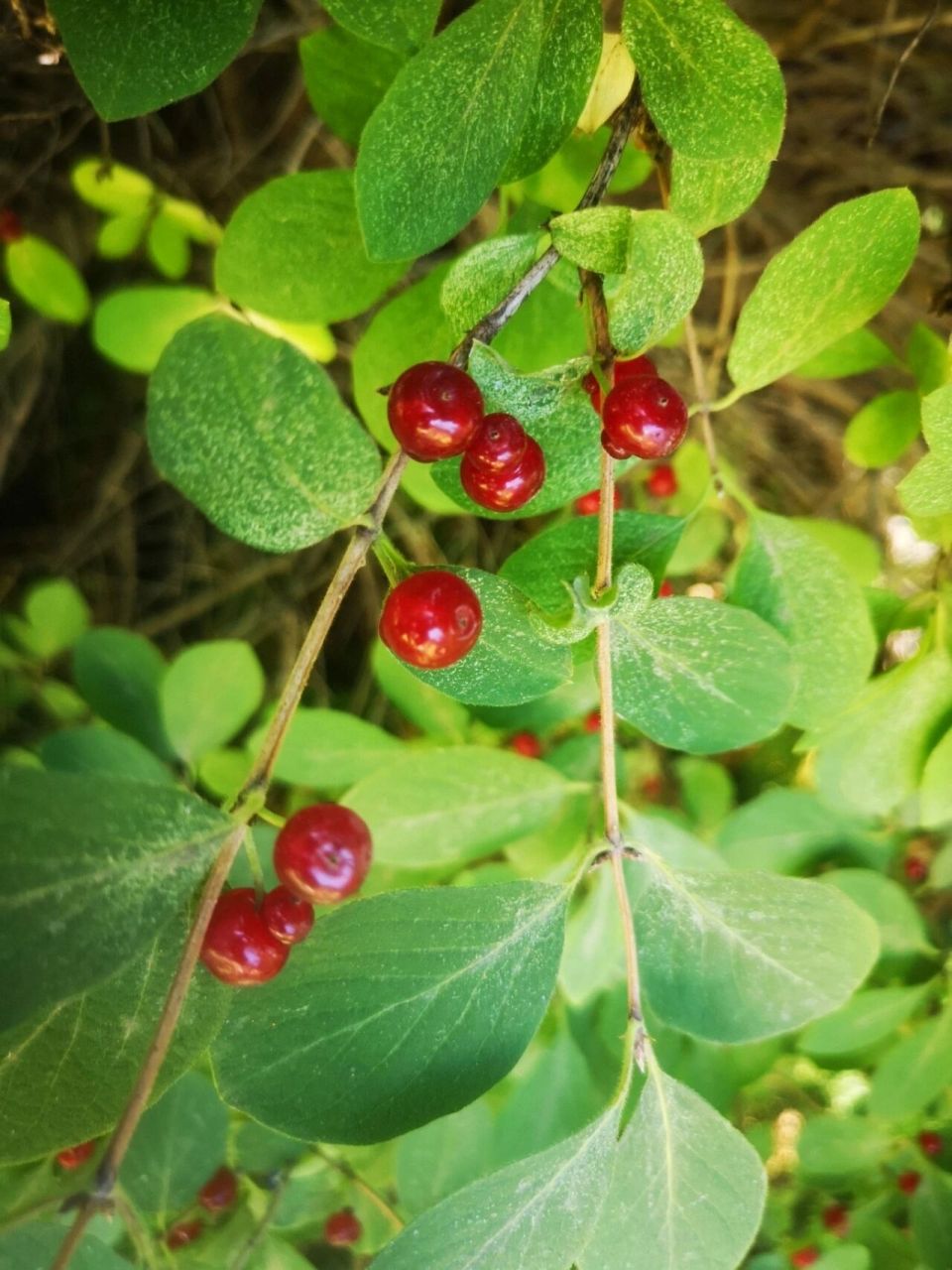 结小红果的植物大全图片