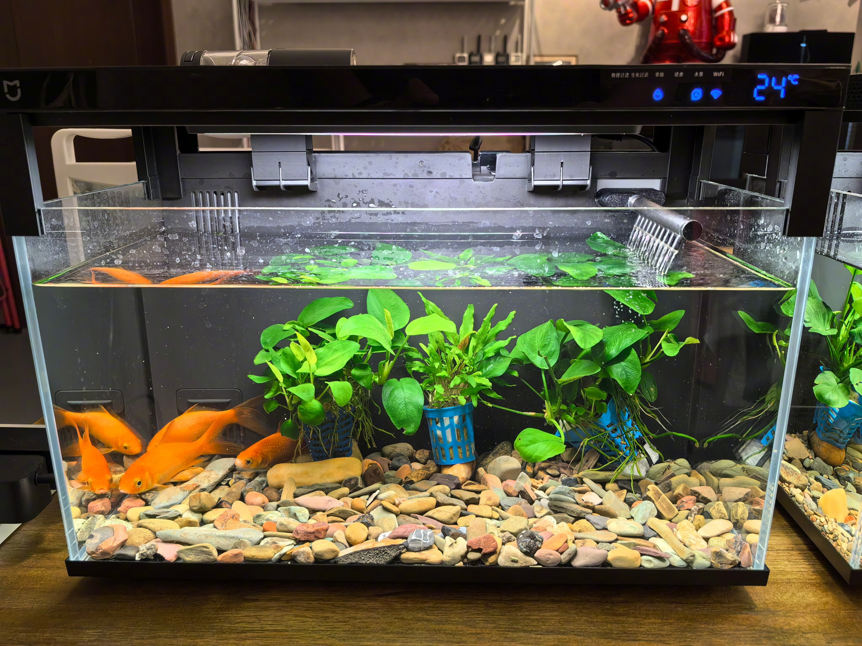 之前小米智能鱼缸养了6-7条草金,网友说太密集了,的确缸的生态不好弄