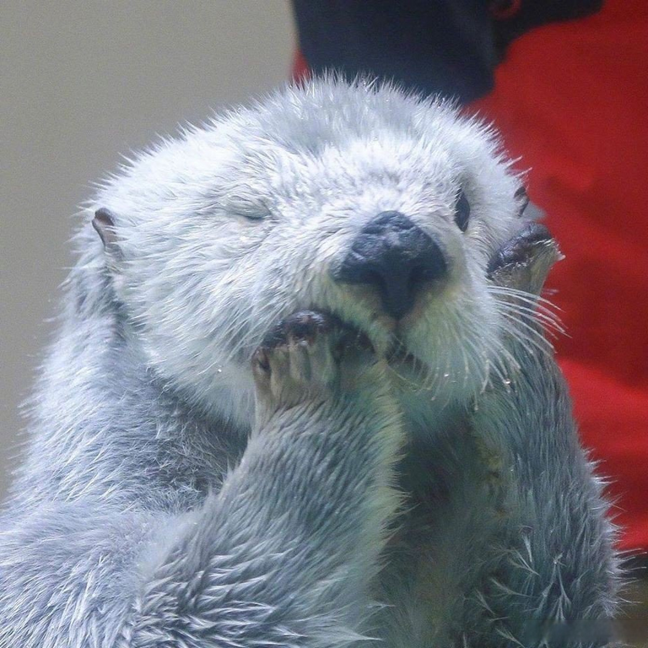 海獭揉脸脸!