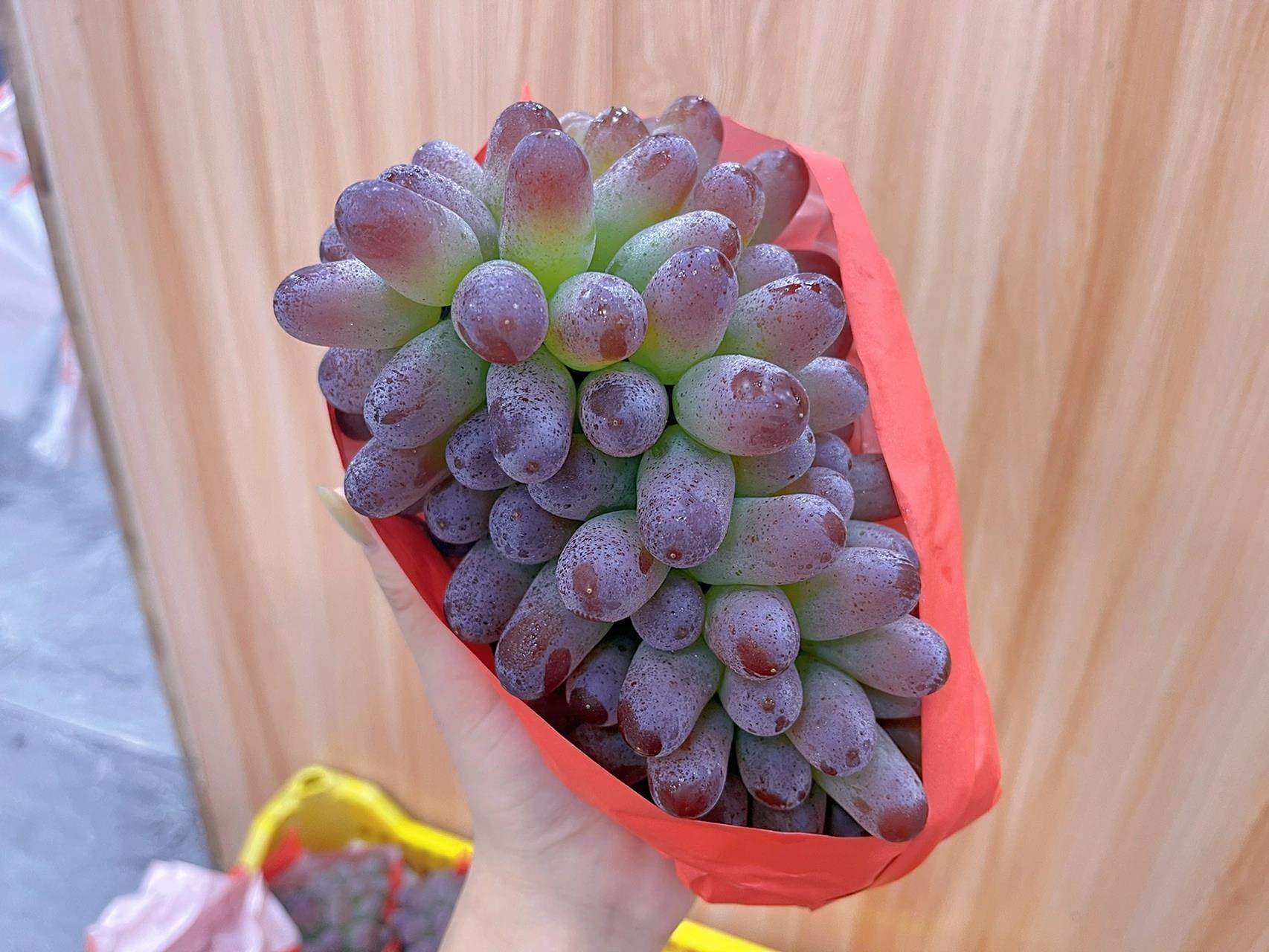 茉莉香葡萄99 可可爱爱的迷你小葡萄-0101 汁水,皮薄,无核 还带