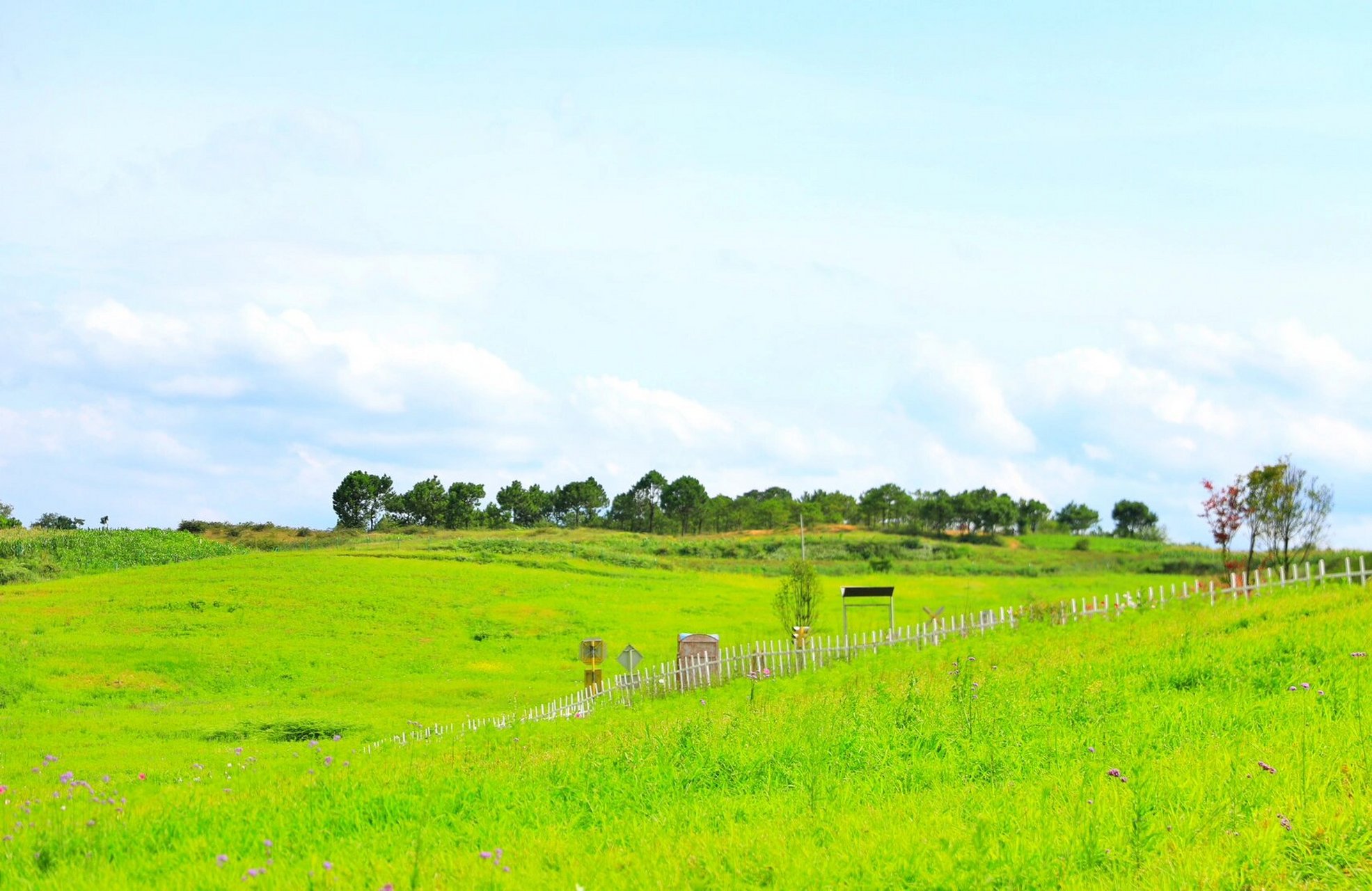威宁黔韵紫海 花开
