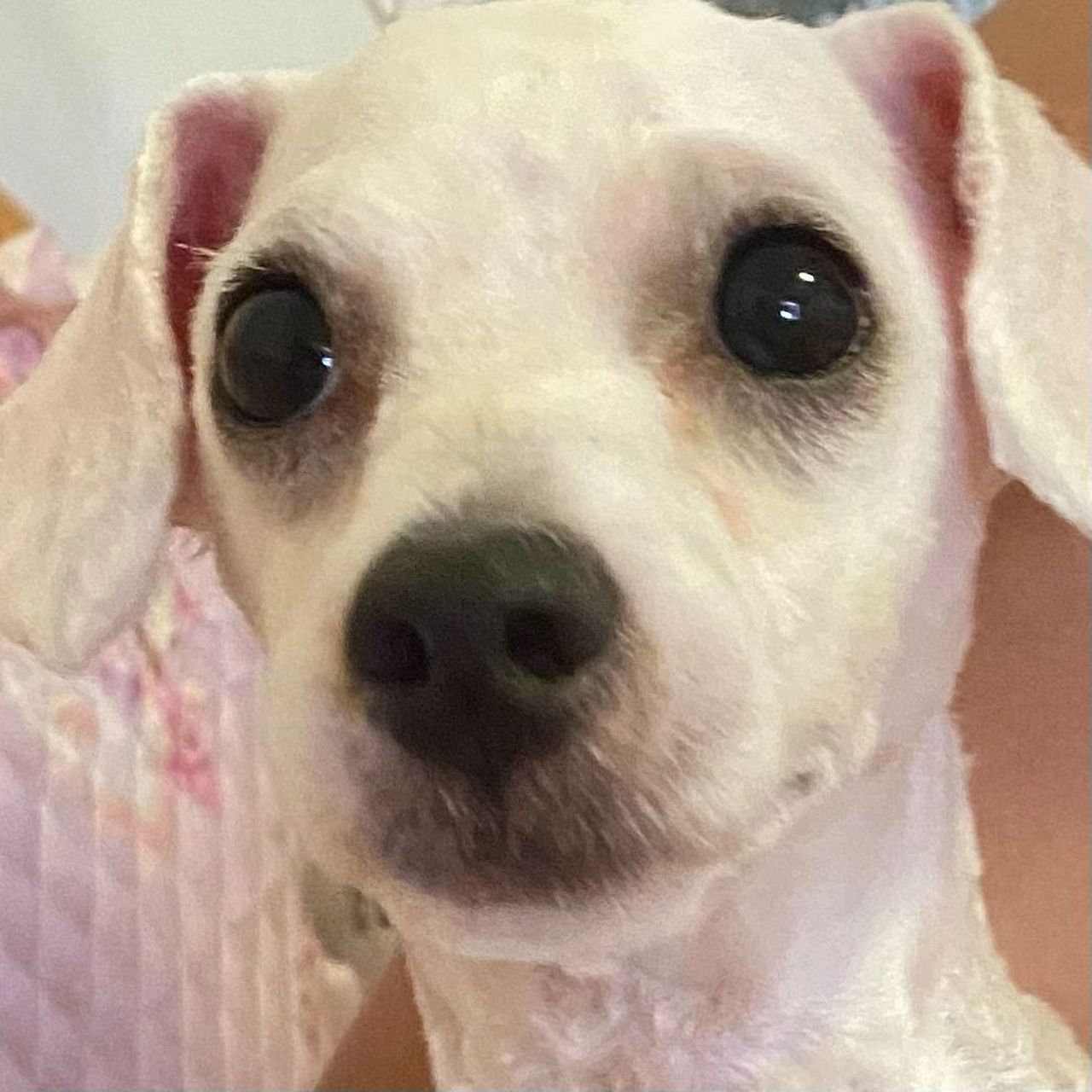 比熊剪光毛是这样的? 哈哈哈光秃秃的