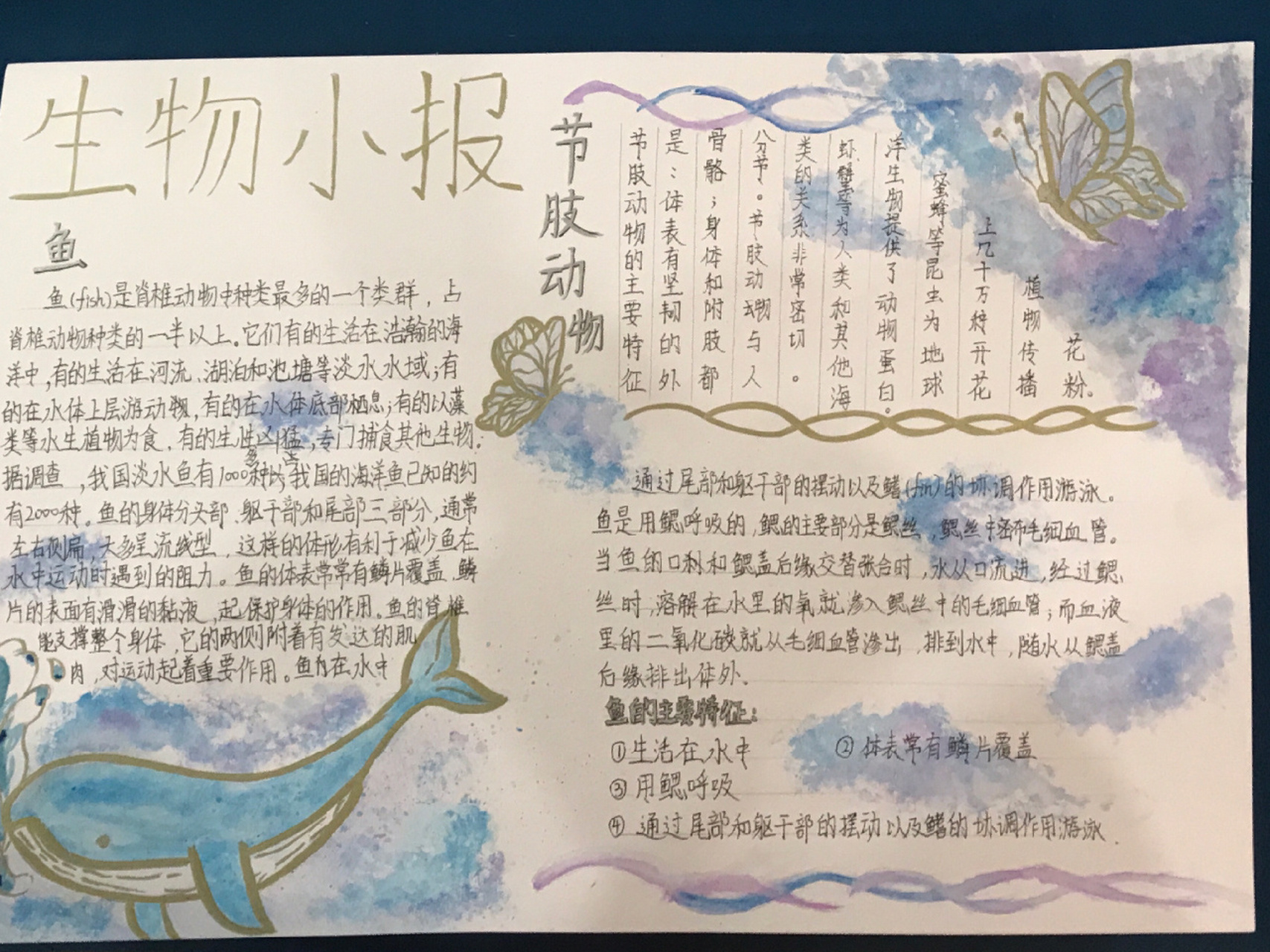 八年级上册生物手抄报