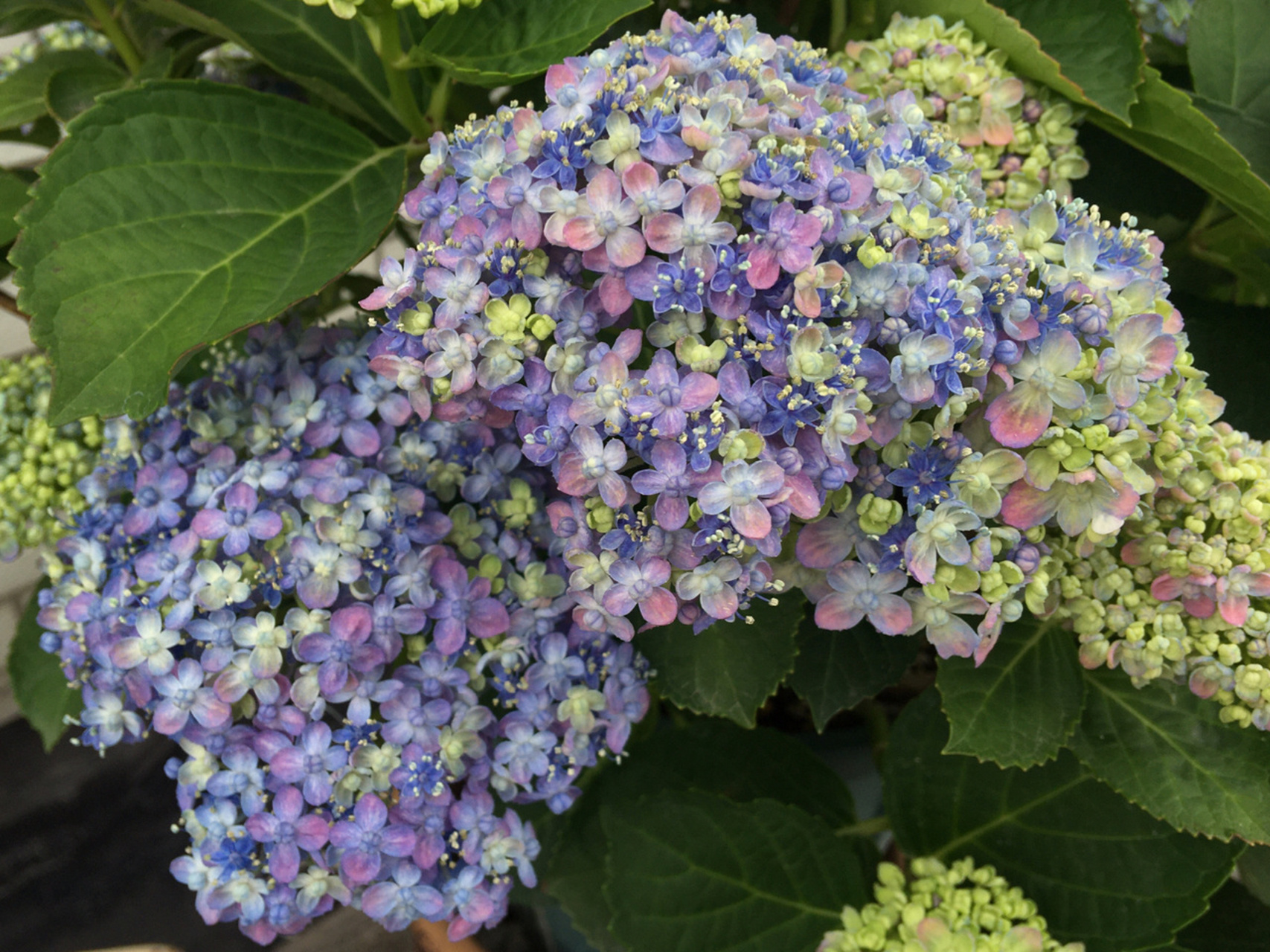 绣球—三河千鸟 我超喜欢的绣球品种:三河千鸟,没有之一.