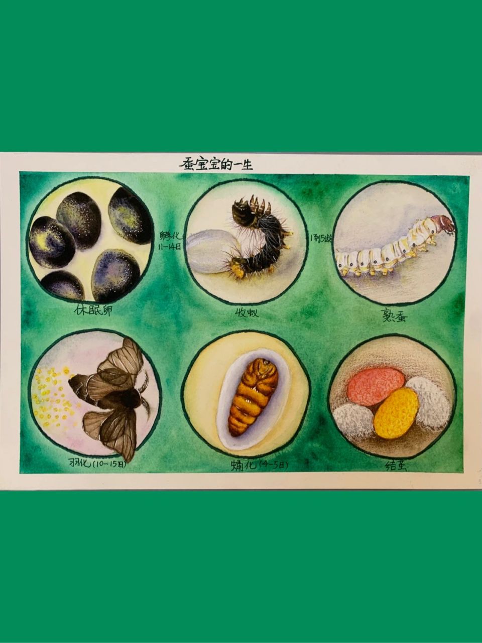 三年级四年级观察日记科学作业 蚕的一生 学校科学作业,蚕的绘画素材