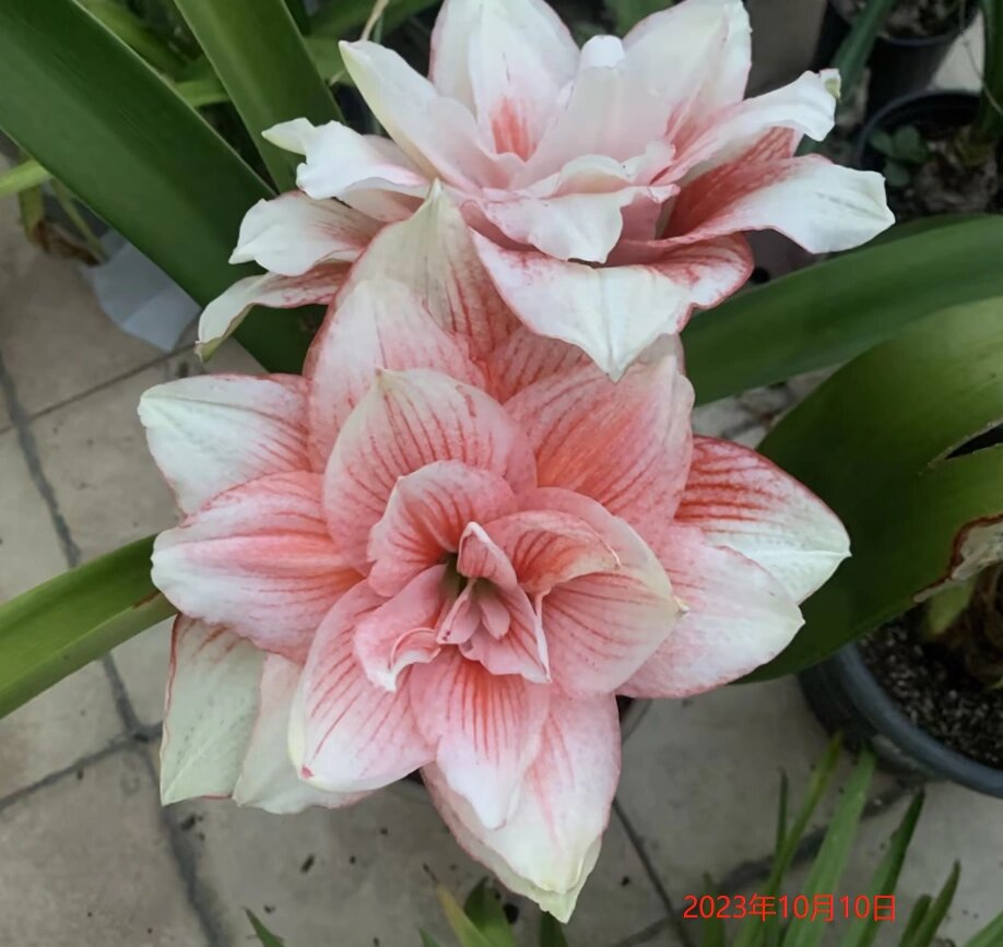 朱顶红粉色荣耀,一个被忽视的好品种