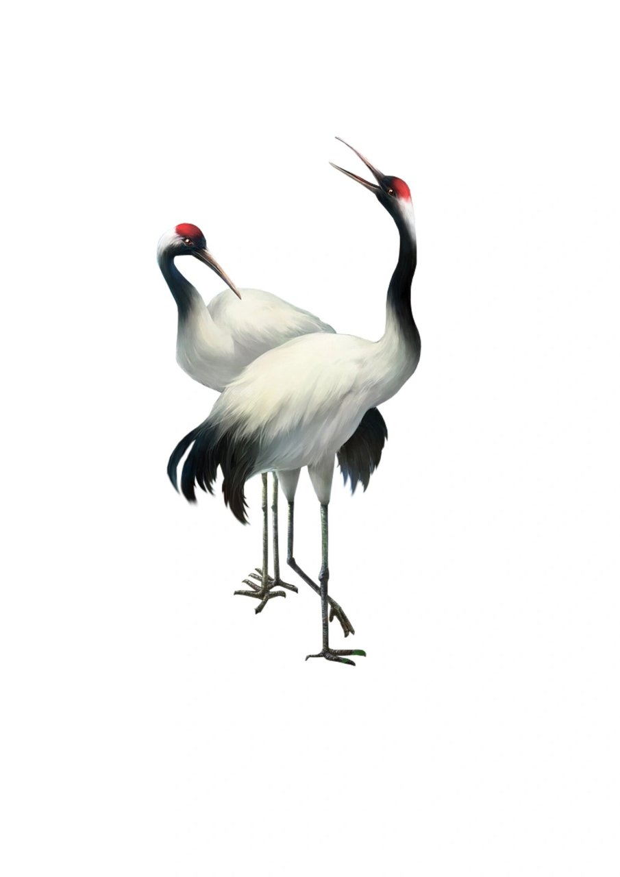 7815素材分享|仙鹤免扣元素 78在古代神话传说中,仙鹤是长寿和