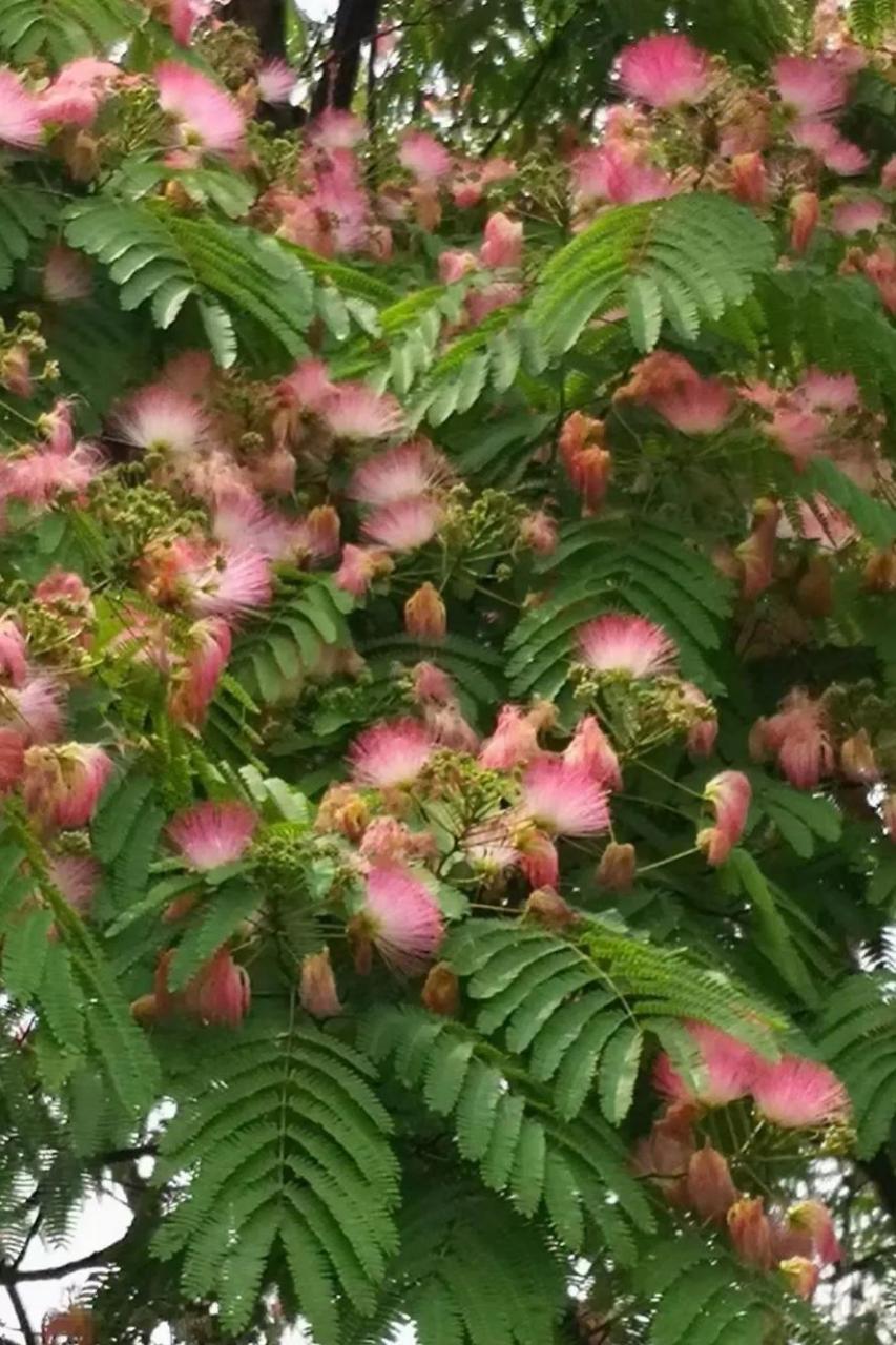 绒花树也叫合欢树,是花期较长的田园树种,花如扇子,还可入药.