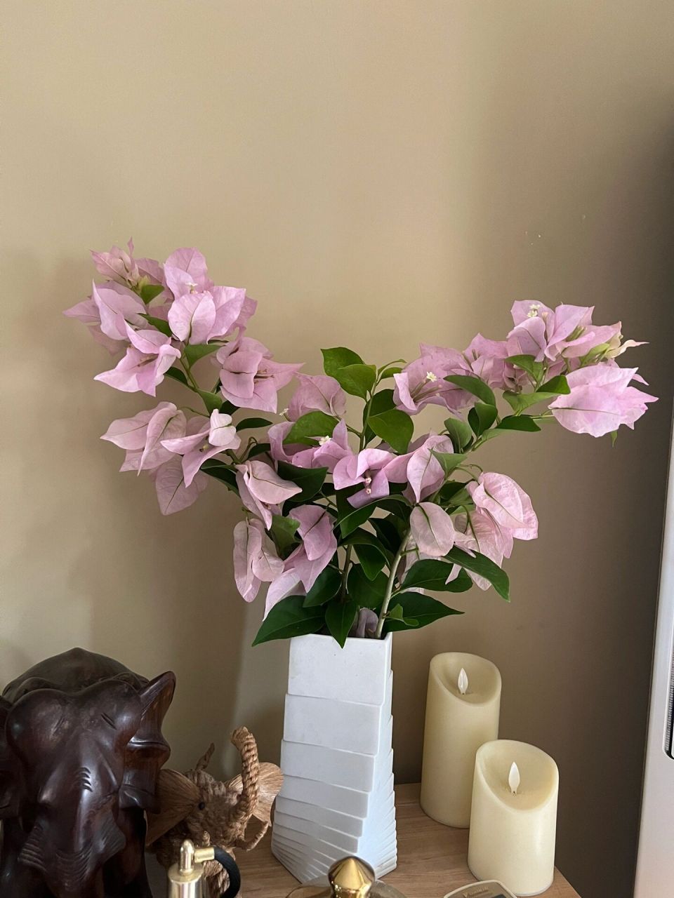 三角梅金夫人 金夫人的枝条硬,还挺适合插瓶的 昨天怕屋顶的花被台风