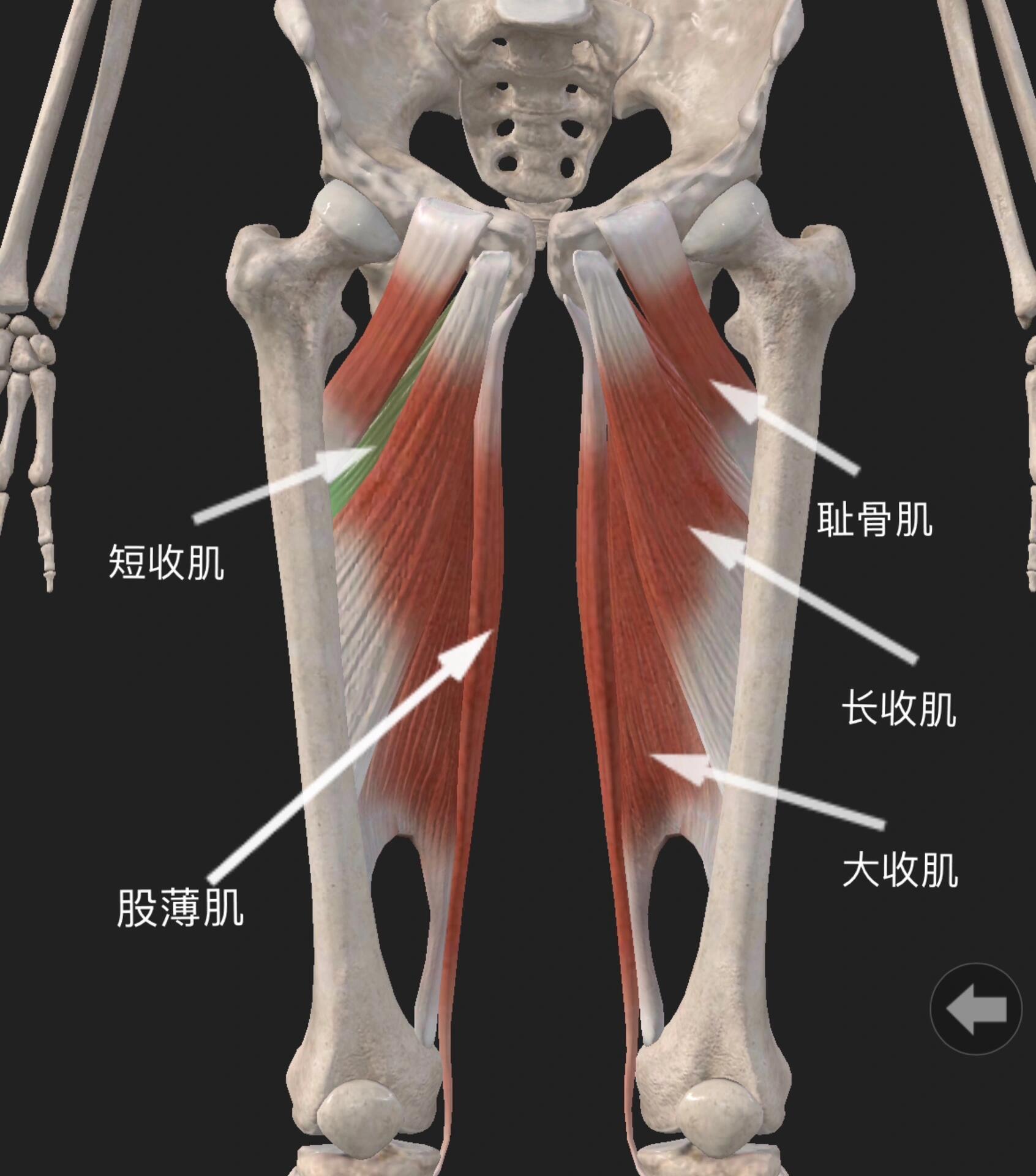 内收肌群 内收肌群=耻骨肌 股薄肌 长/短收肌 大收肌内收肌群的