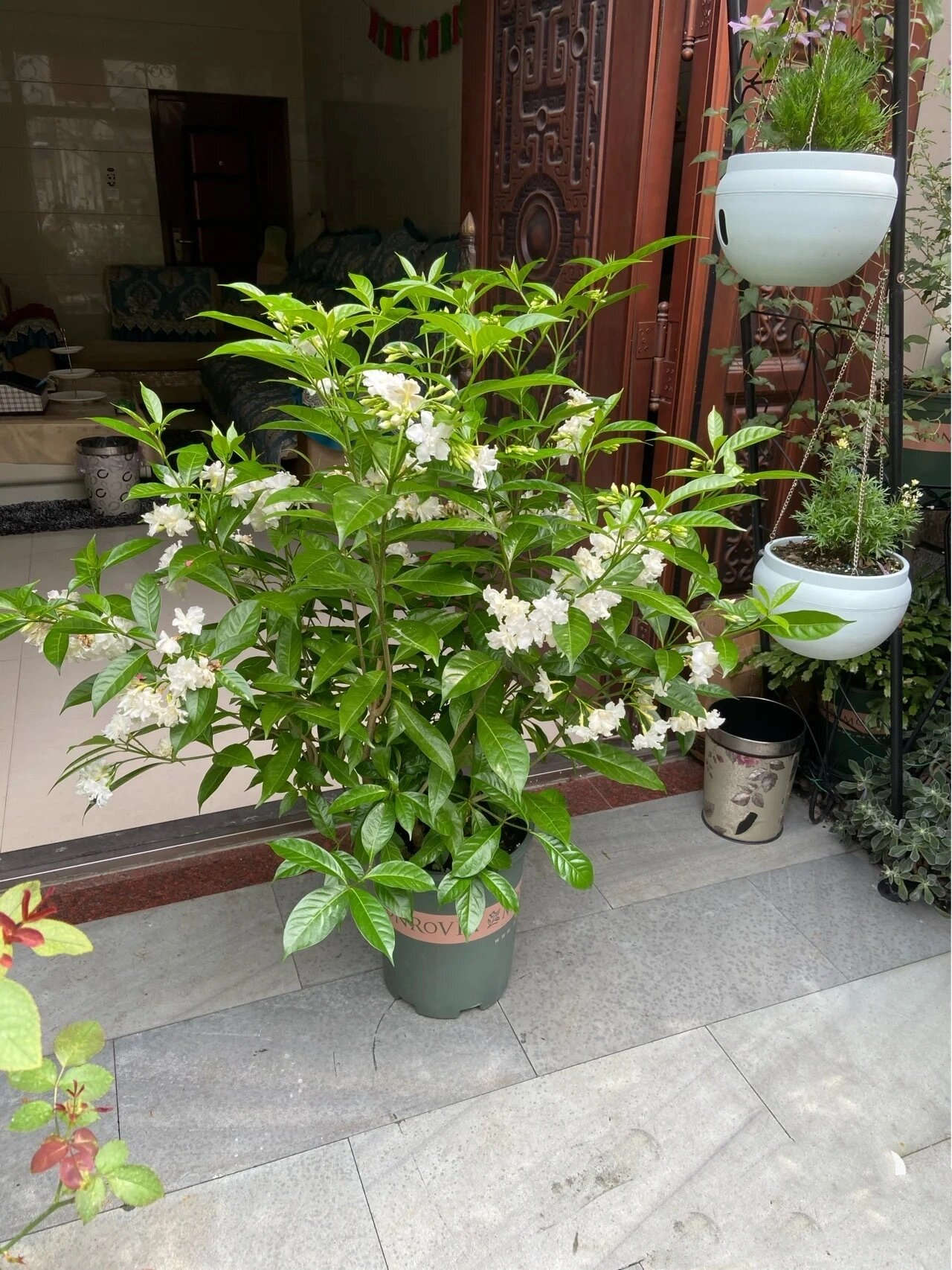 狗牙花(俗称丁香花) 每天认识一种花之狗牙花 狗牙花是夹竹桃科山辣椒