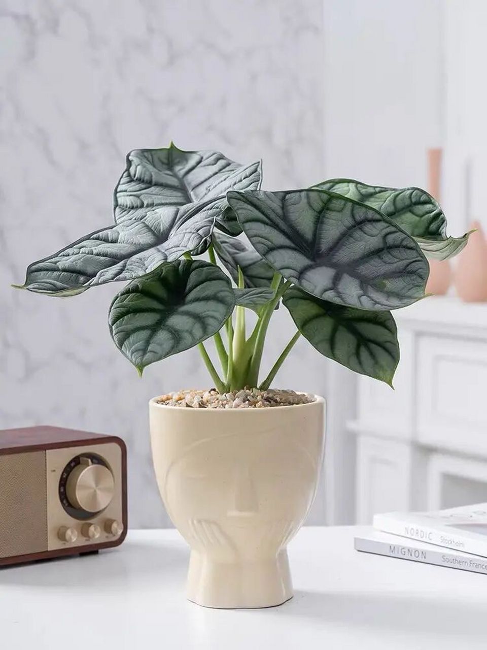 白犀牛海芋 -轻奢风格绿植 白犀牛海芋如何养殖 1,土壤选择 养殖白