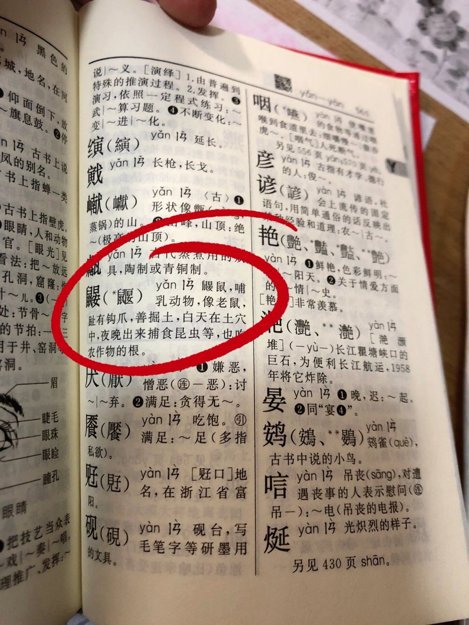 这个字儿怎么读 陪哥哥写作业,发现他读鼹鼠作"演鼠"99,这不对啊,不