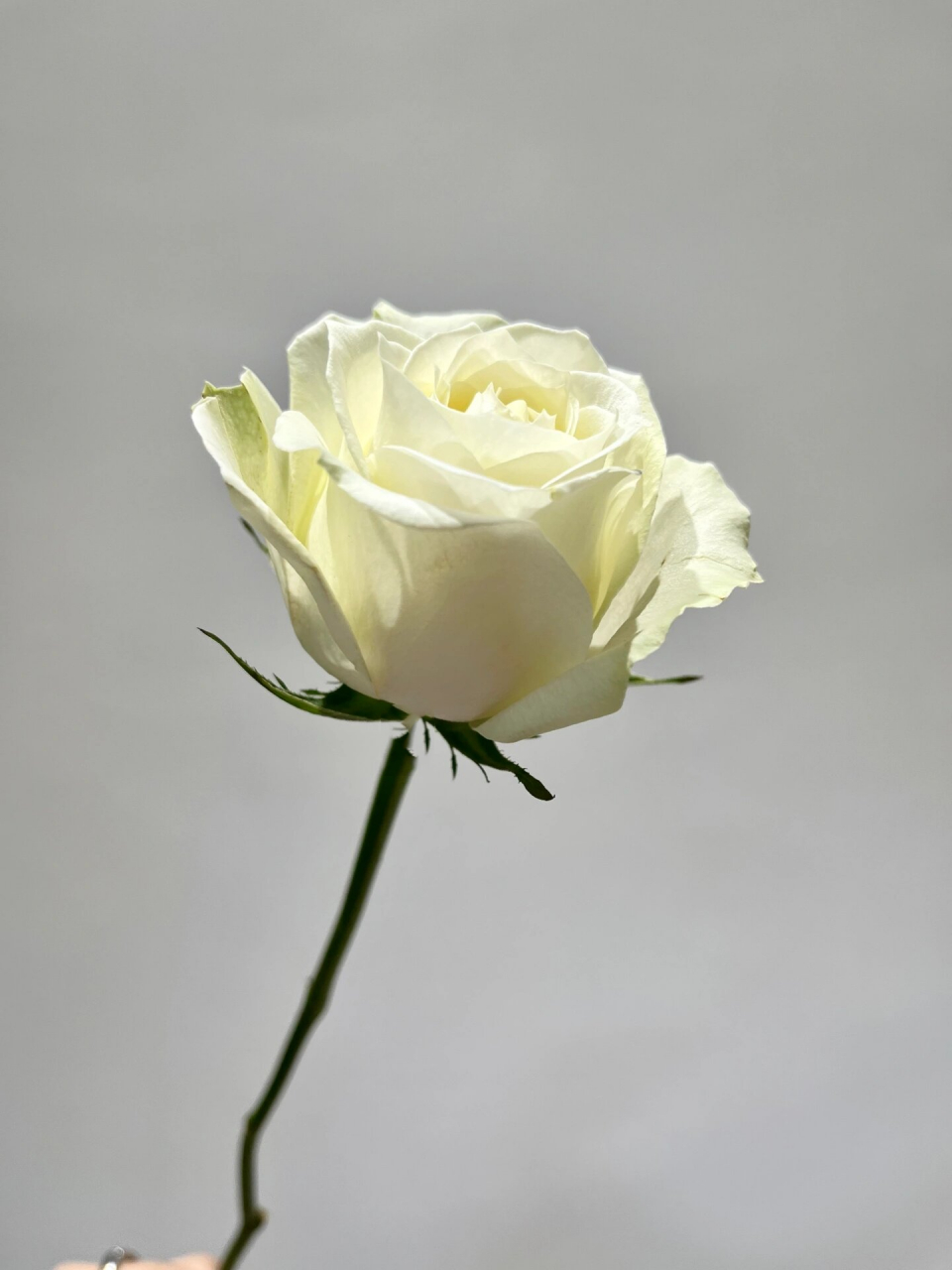 每天带你认识一种花材|白雪山玫瑰 72157215花材:白雪山玫瑰