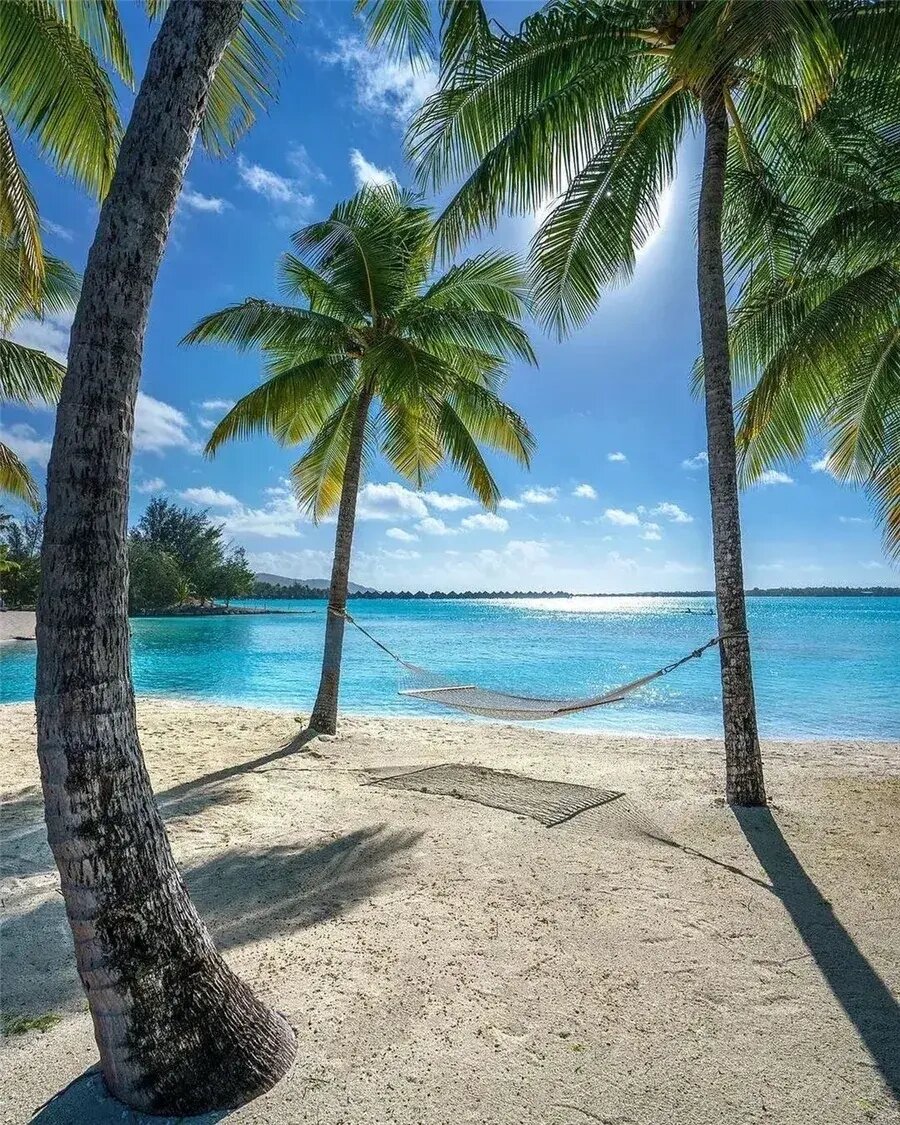 碧海蓝天椰子树图片图片