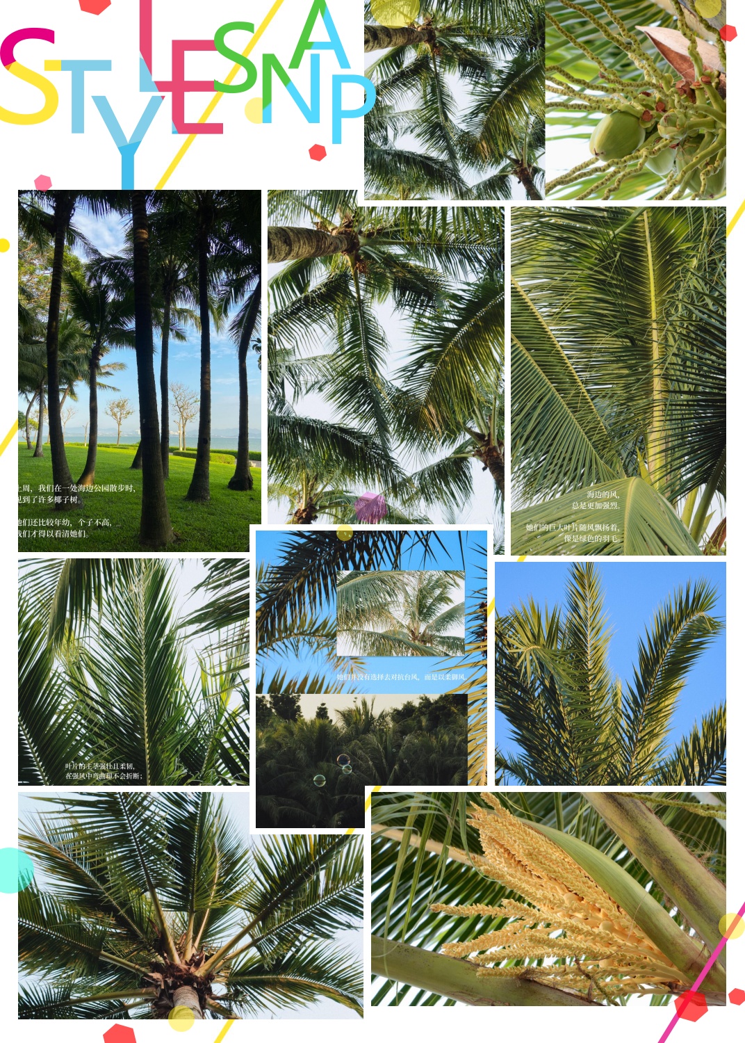 生命力如椰子树,坚韧扎根,以柔御风  上周我们在海边公园散步♀,看到