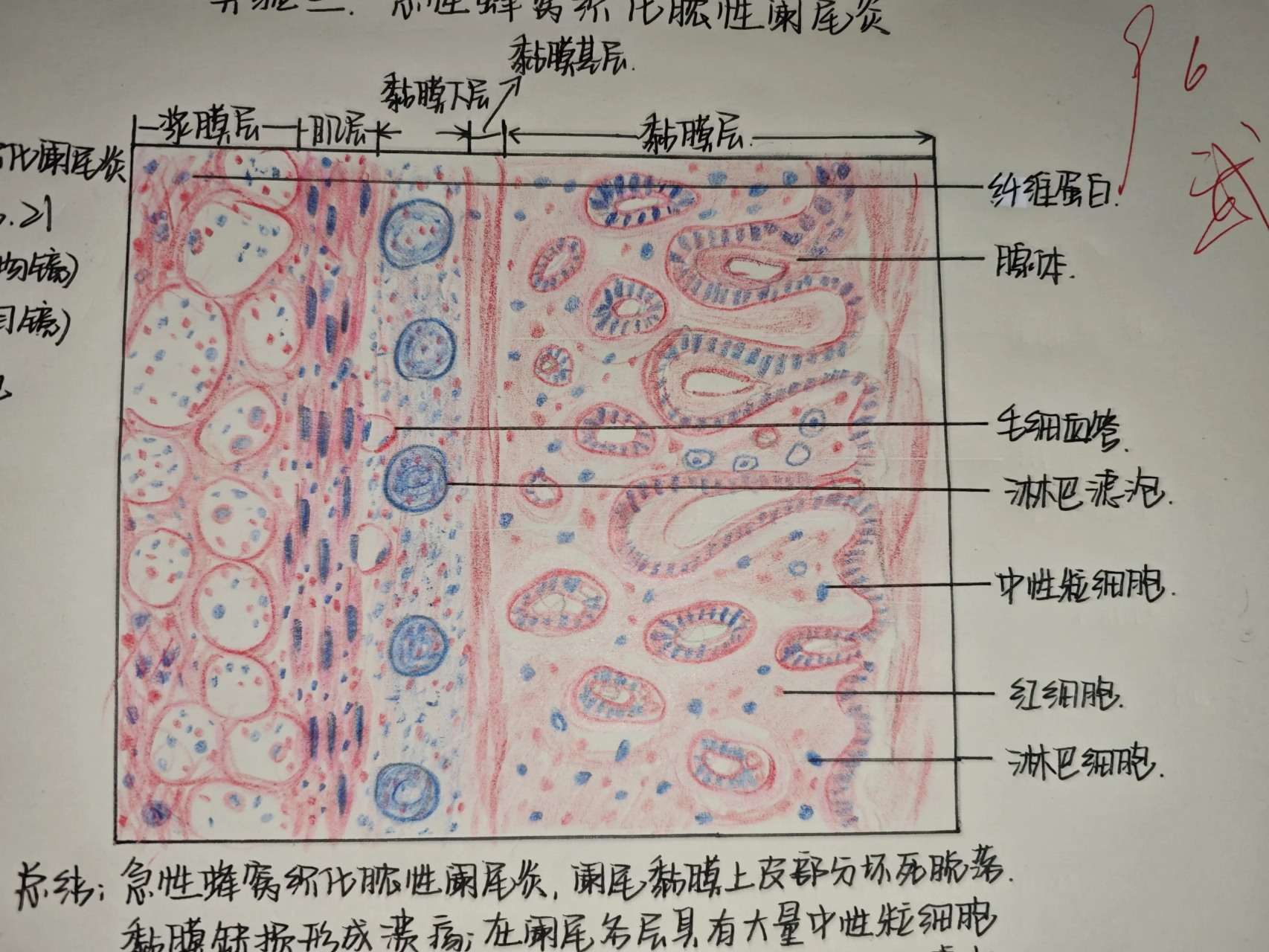 阑尾四层结构画图图片