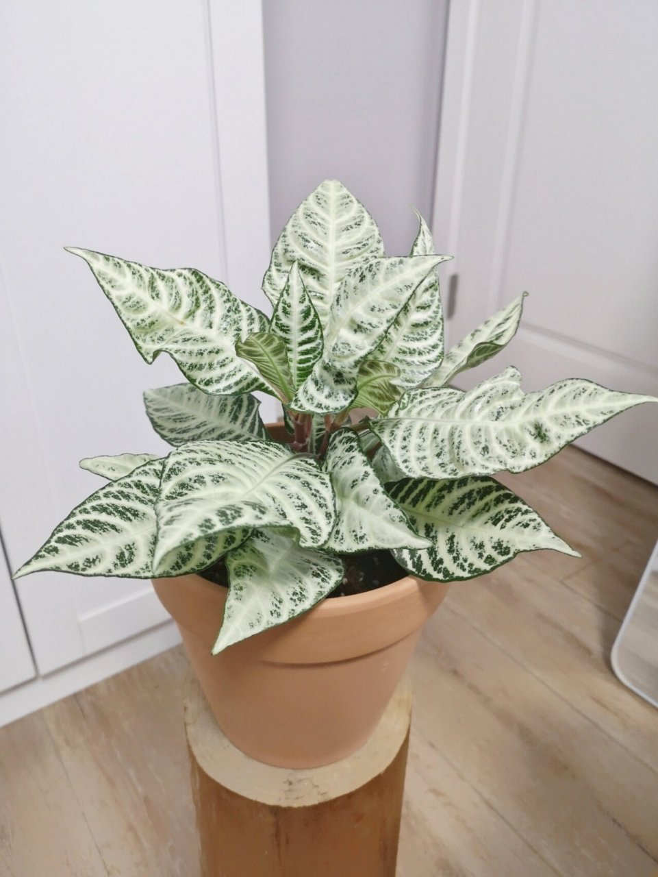 6|白雪爵床 白雪爵床:爵床科爵床属植物 	 ————————— 银脉爵