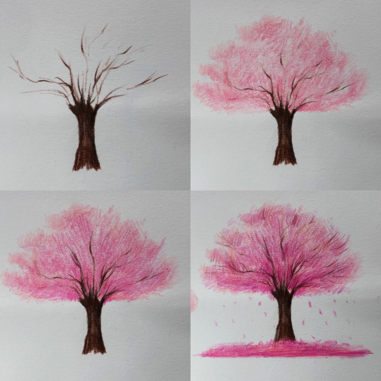 彩铅樱花树(含绘画过程图)