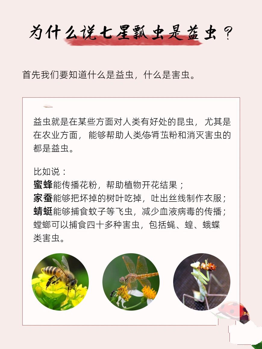 瓢虫气味图片