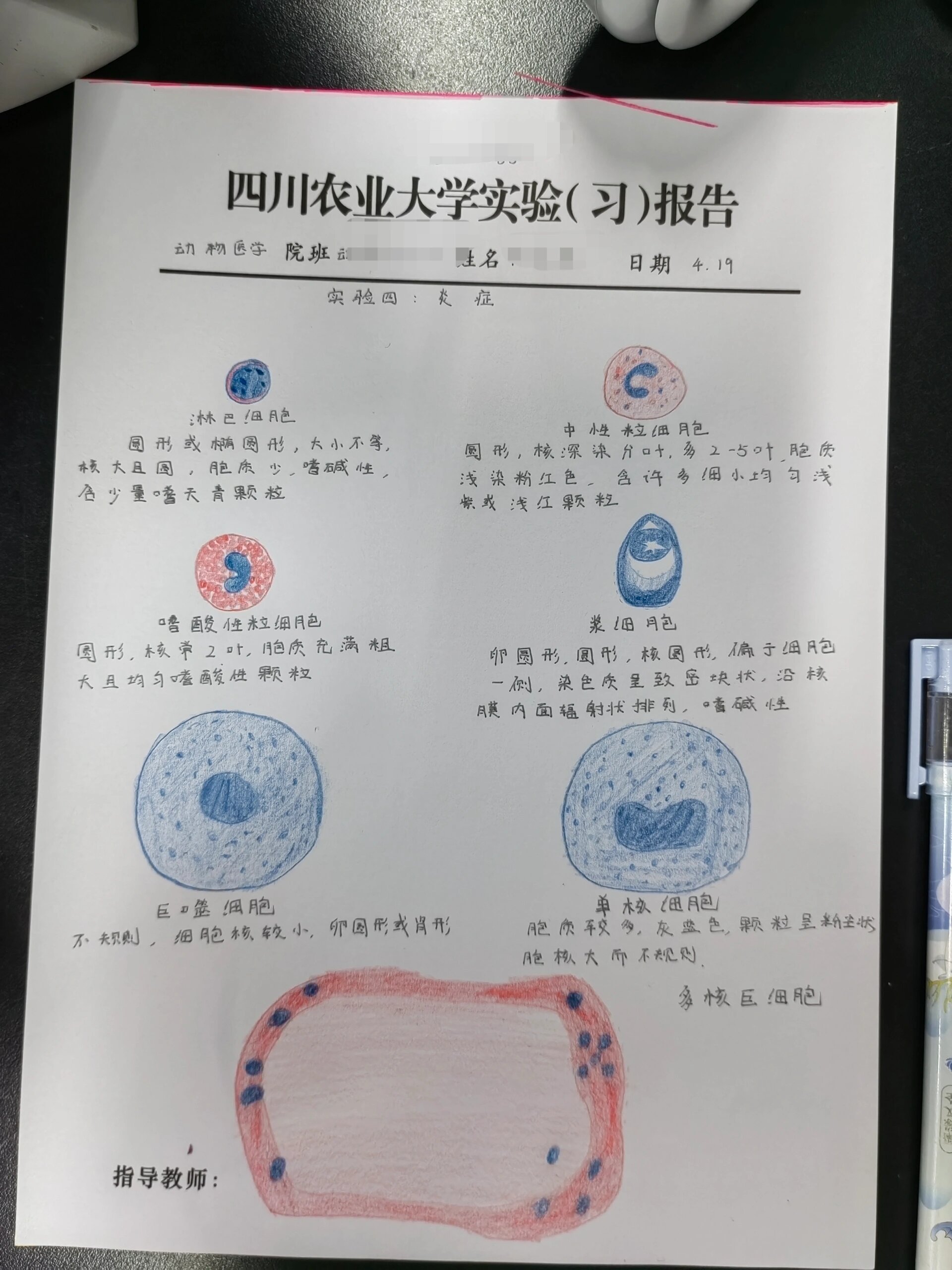 炎症细胞红蓝铅笔绘图