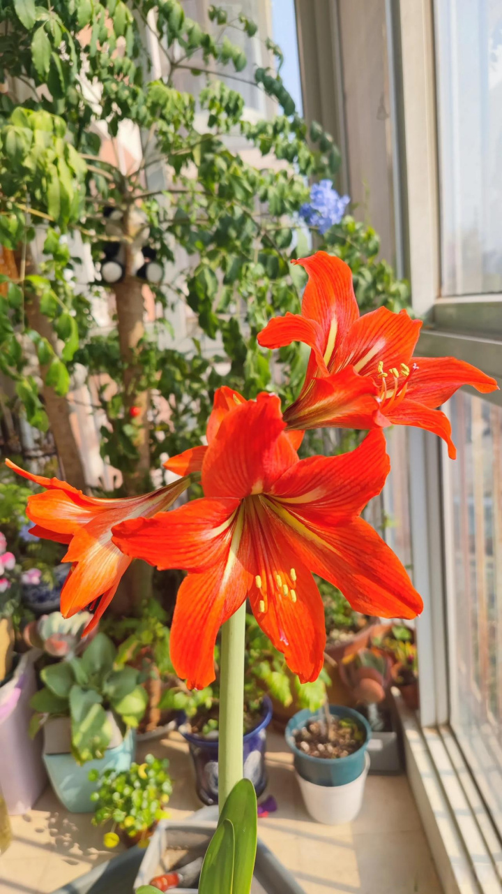 花开两朵,各表一枝!