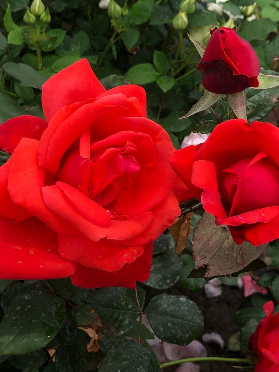 大型月季——绯扇 大型月季——绯扇 第一张正好拍到一只勤劳的小蜜蜂