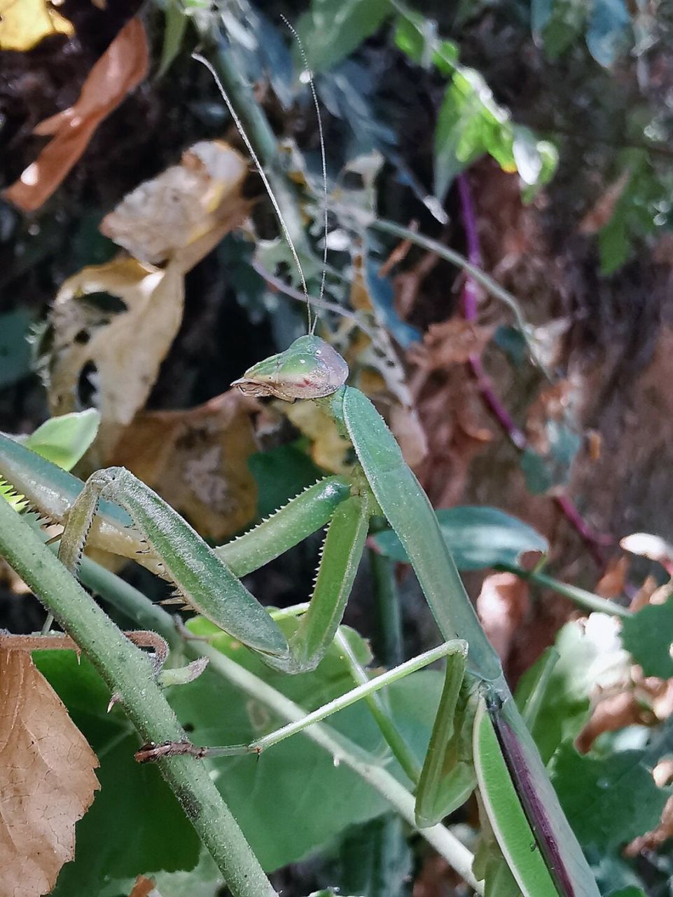 防止野外被真菌感染 #小山自然研学# #自然观察# #螳螂# #中华大刀螳