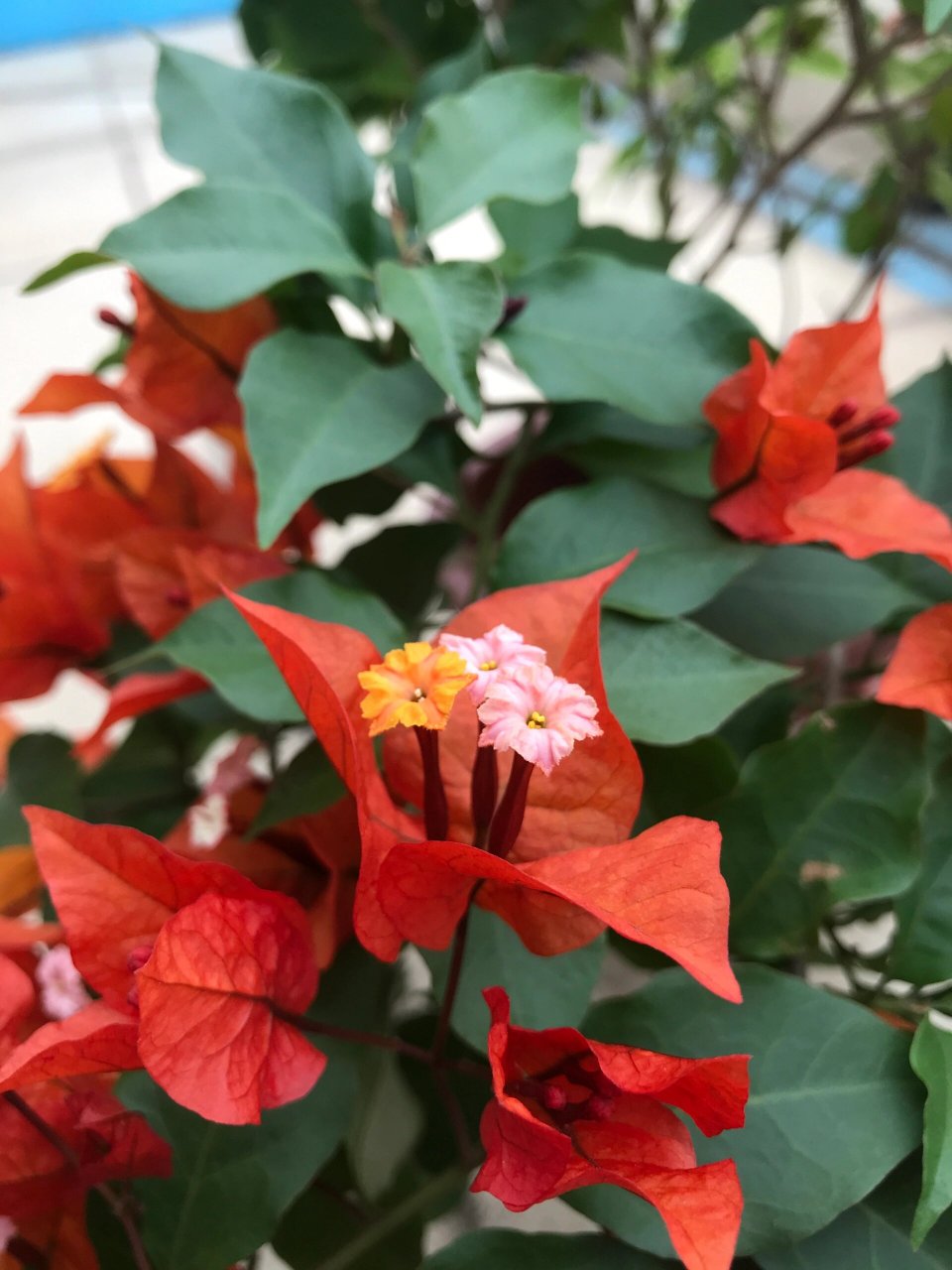 春天赏花|热火桑巴三角梅 喜欢热火桑巴尖尖且舒展的花瓣,尤其喜欢它