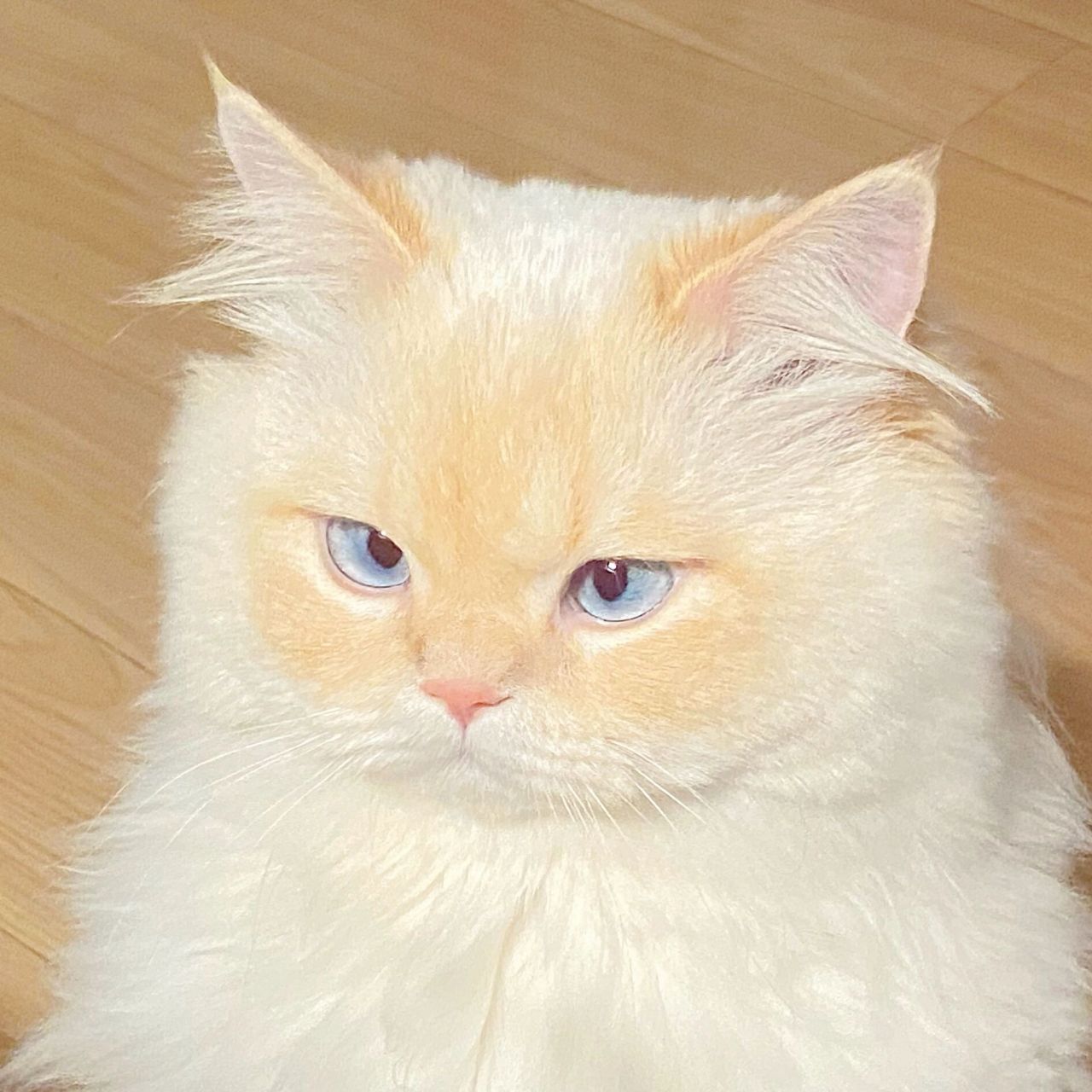 让我看看谁还没用上金黄小面包的情侣头像!