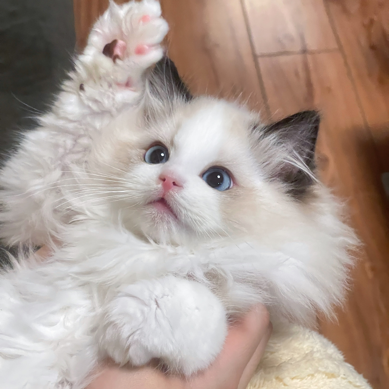 布偶猫|两月龄海双布偶弟弟3.