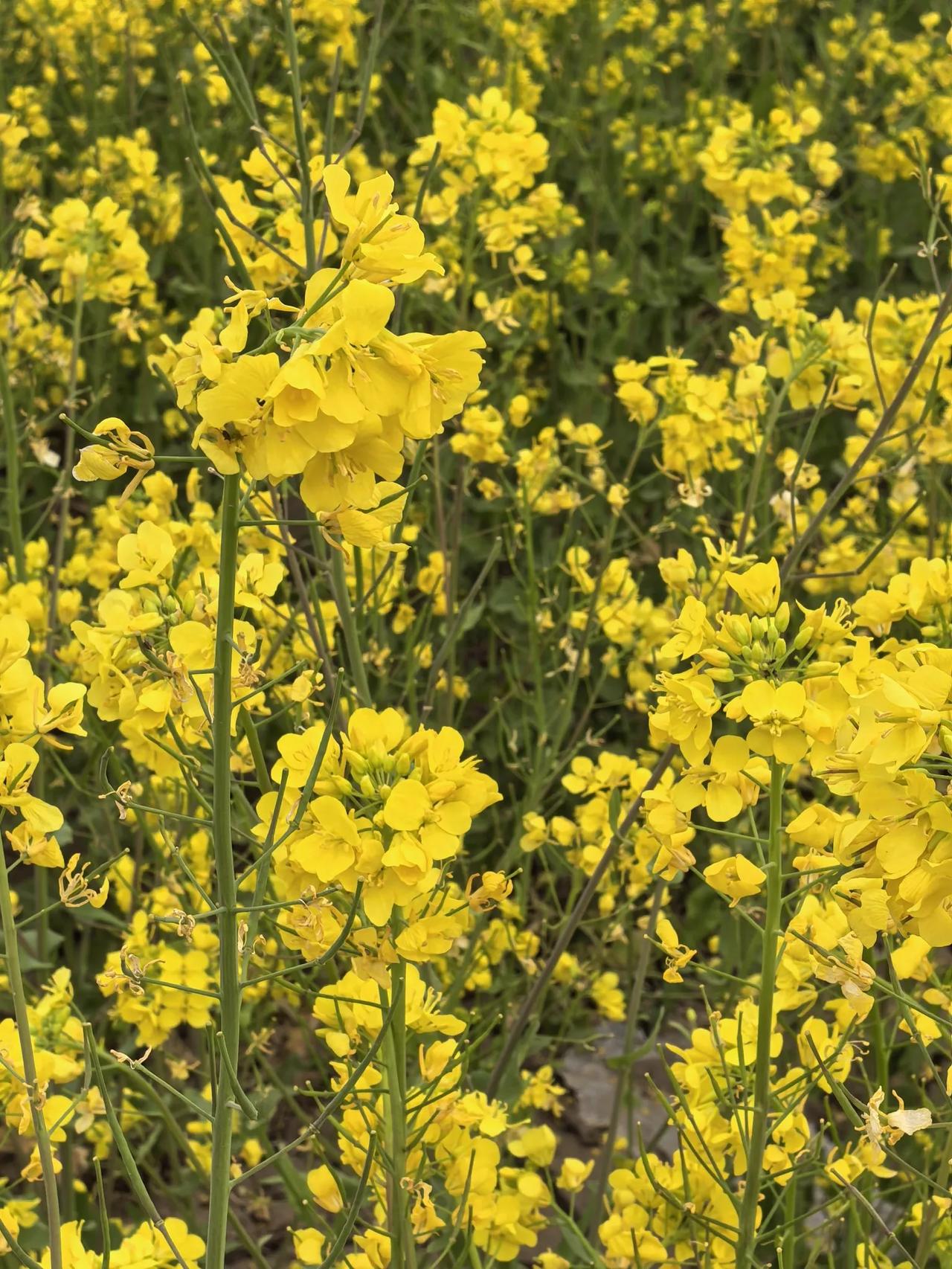 油菜花儿开 滏阳河畔的一块开荒地,种满了油菜,油菜花儿开,满眼金黄