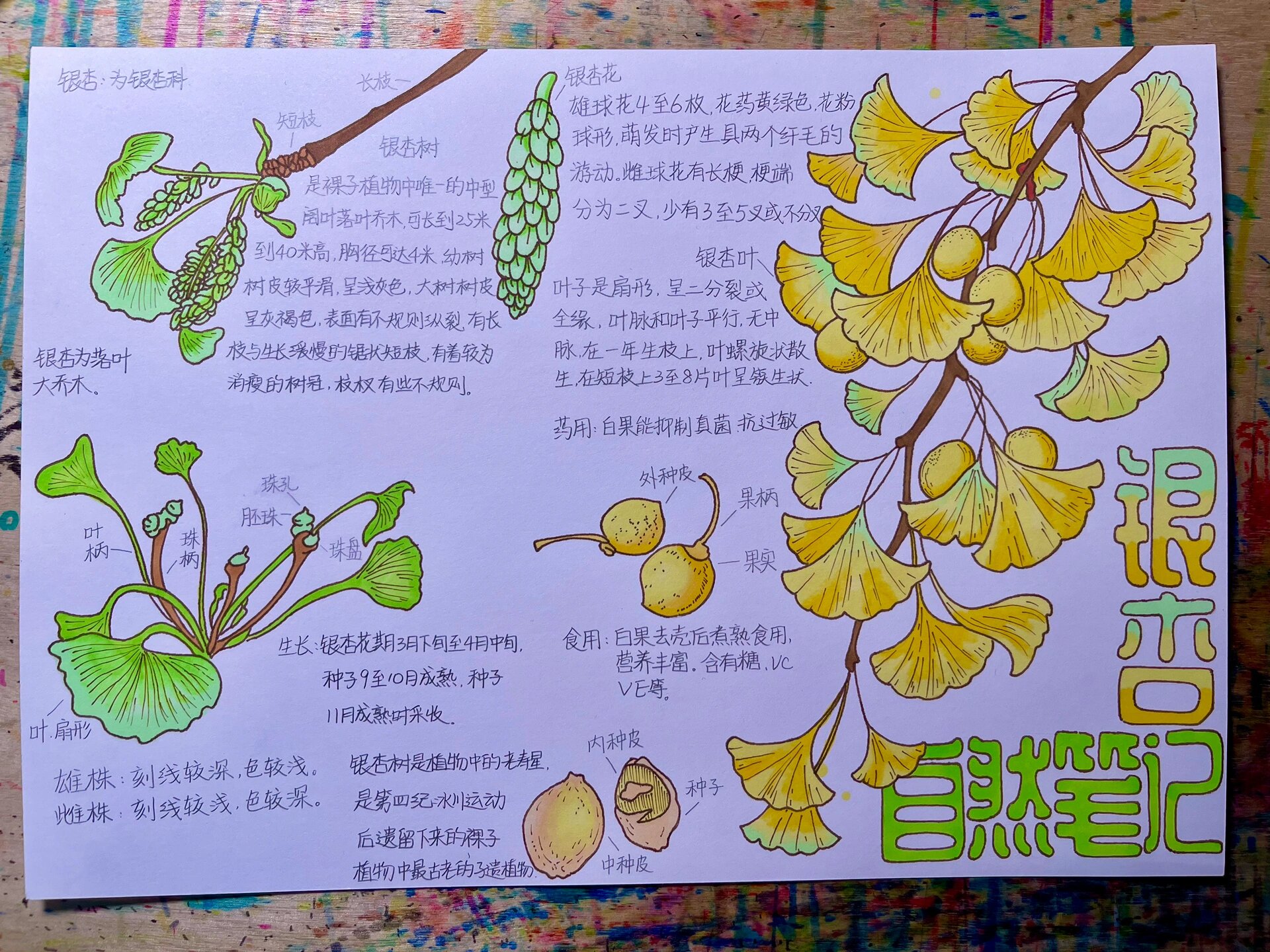 银杏观察笔记 自然笔记