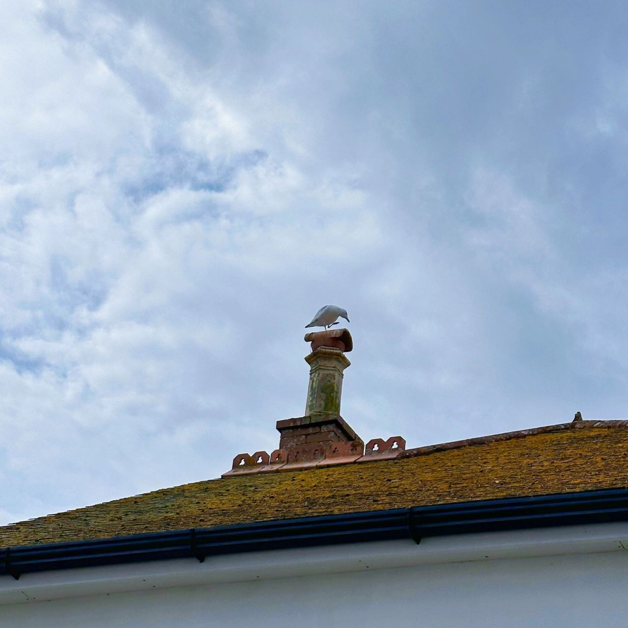 康沃尔|st michaels mount 总要去看看英国的潮汐岛吧98 但很可惜