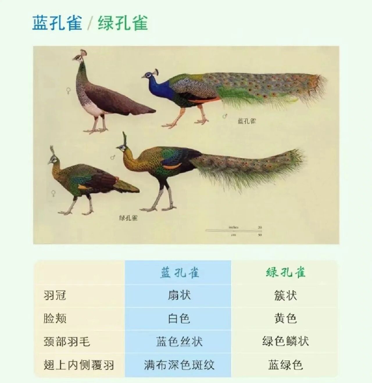 蓝孔雀与绿孔雀  绿孔雀和蓝孔雀同属于雉科,孔雀属,外貌有很多相似之