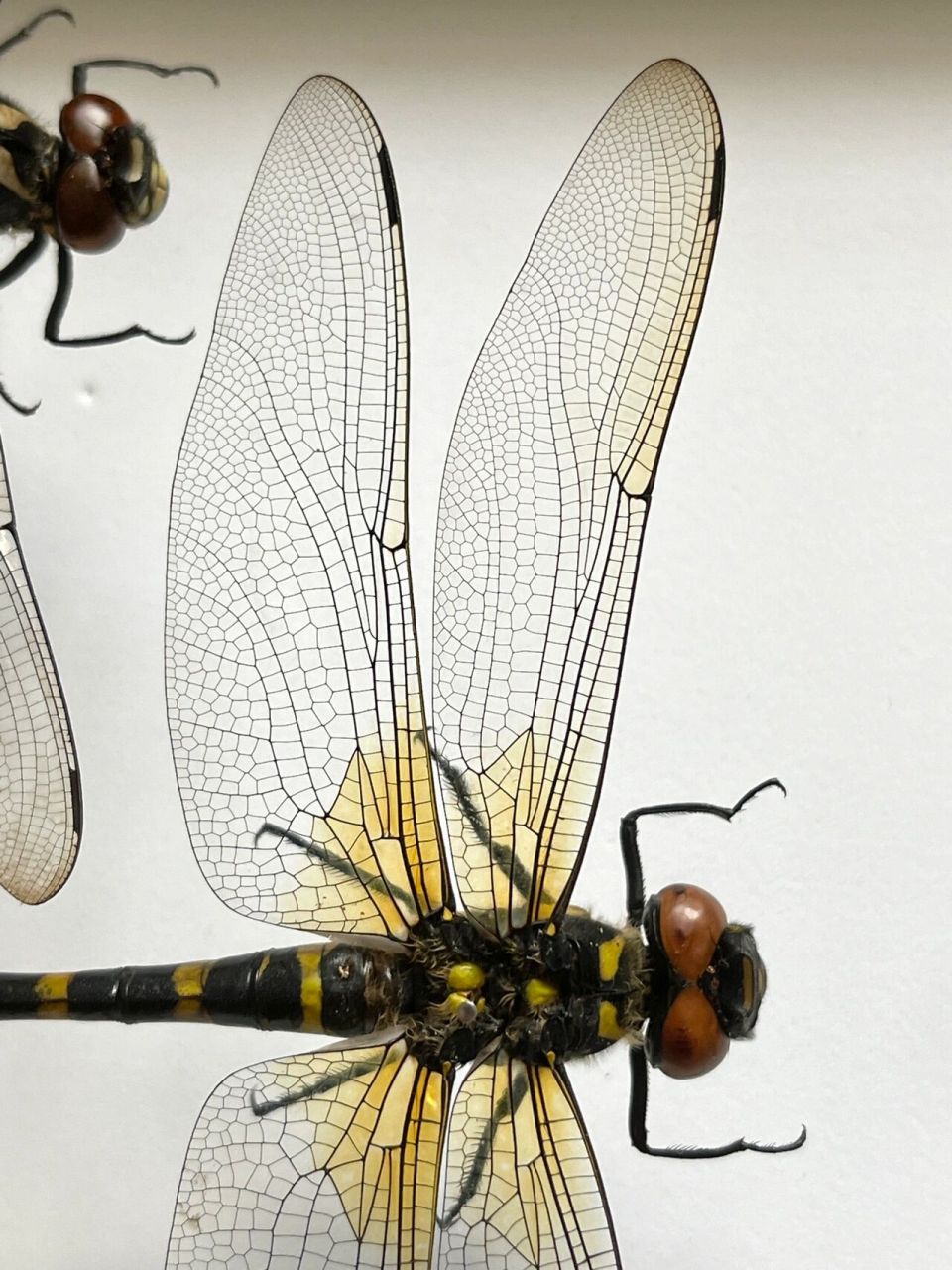 双斑圆臀大蜓雌性 蜻蜓标本 特别喜欢的一只,前翅外缘都带黄 保色这边