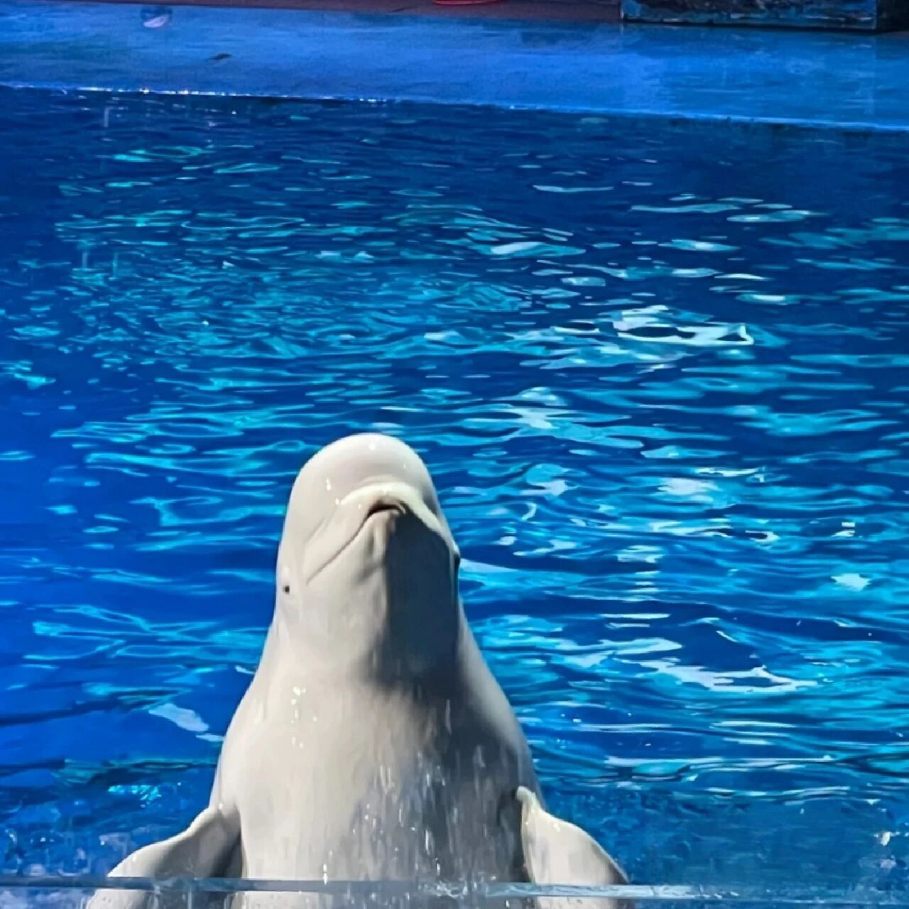 919191老虎滩极地海洋动物馆 国家aaaaa级旅游景区828282