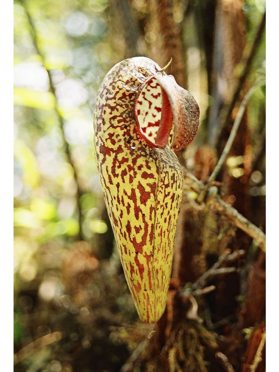 图1:盾叶猪笼草(学名:nepenthes peltata) 是菲律宾棉兰老岛汉密吉