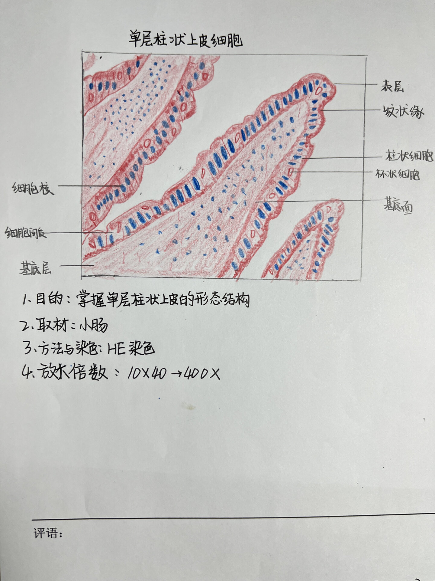 单层柱状上皮手绘图图片