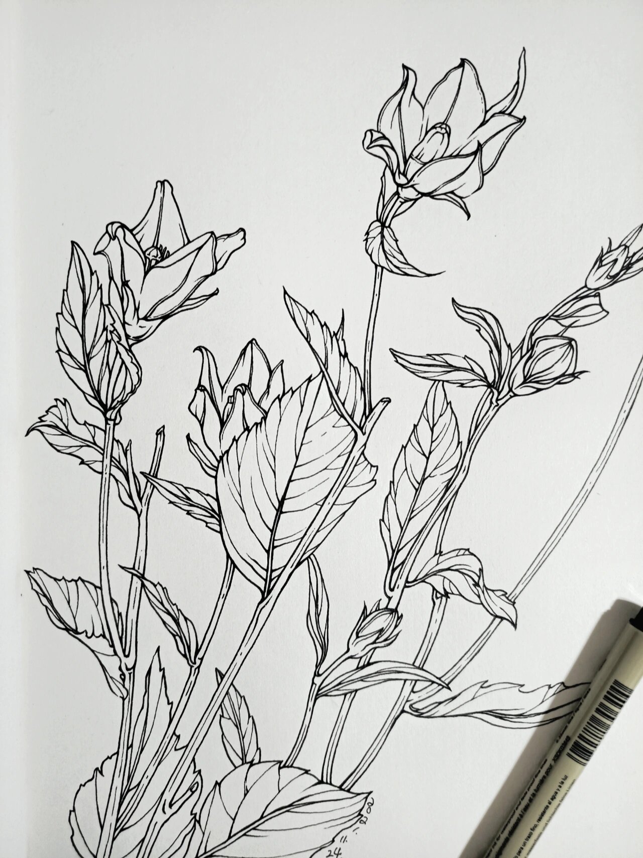 花卉速写-中国桔梗