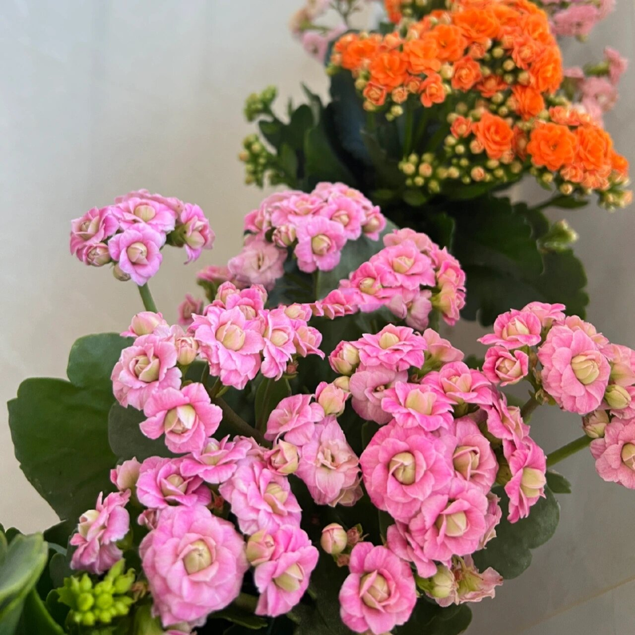 长寿花必入的巴黎系列重瓣大花品种——粉巴黎 长寿花 | 巴黎系列