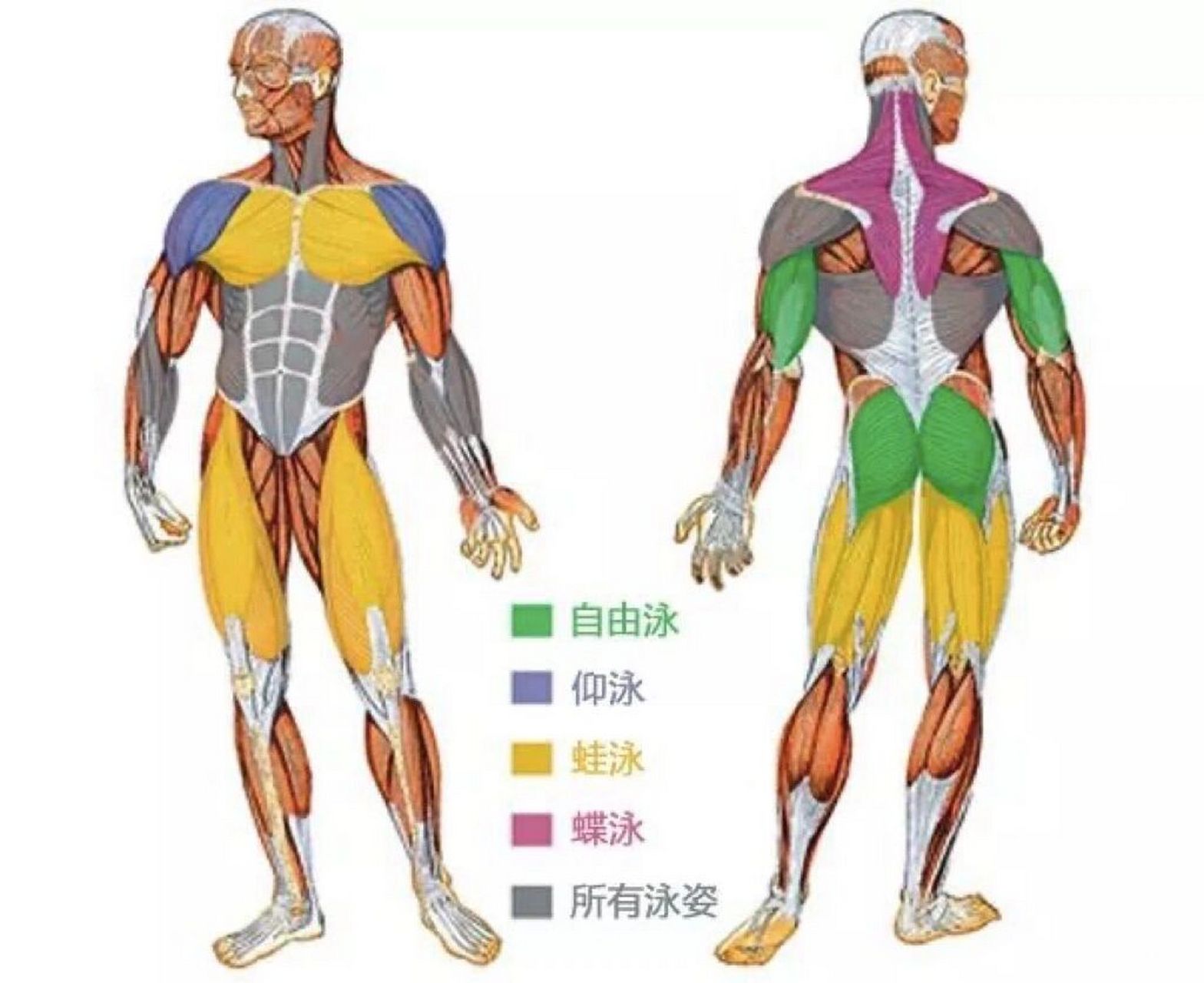 游泳锻炼哪些肌肉图解图片