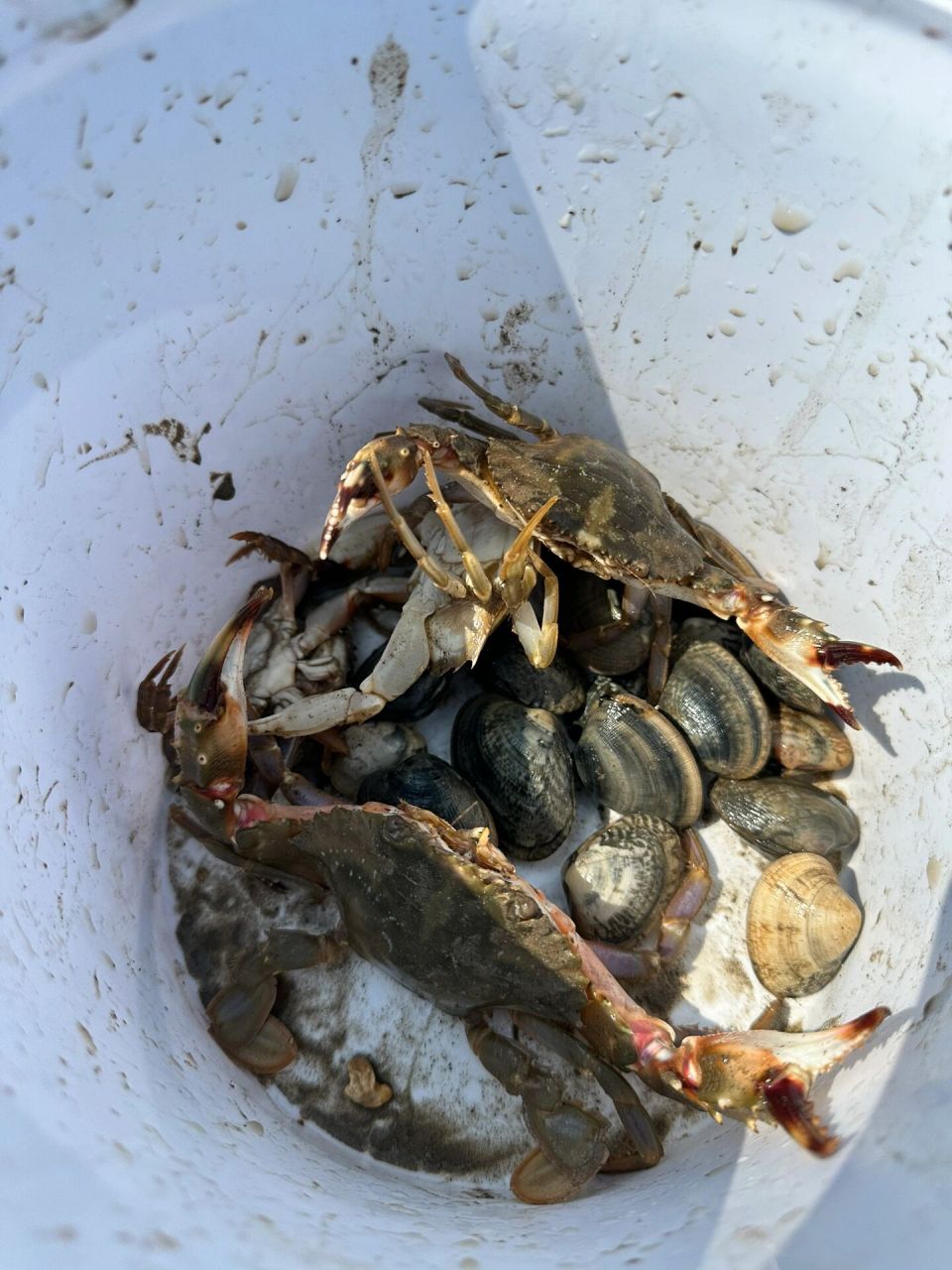 天津赶海去哪   8月2号带娃天津东疆港赶海,货多,真的收获满满.