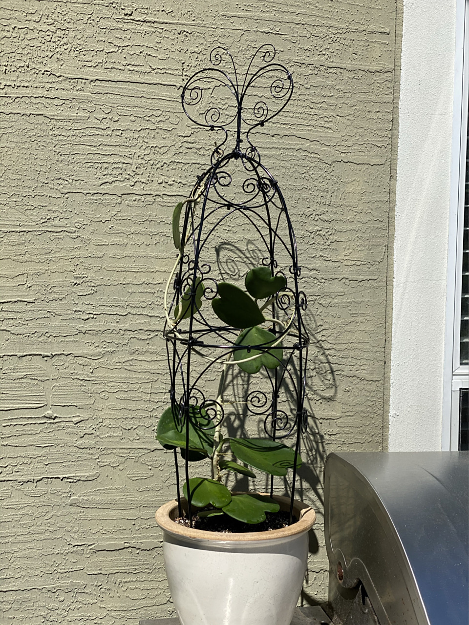 给心形球兰做了架子(自制花架) 这是做的第二个了,更顺手了,速度也快