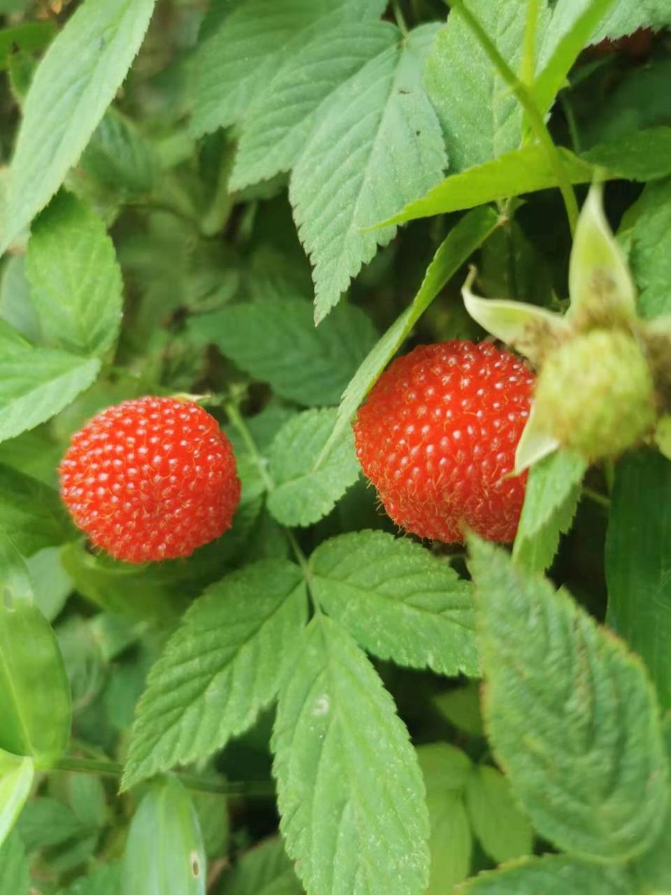 这几天在山上发现了许多的红果子,问了大人才知道这东西叫树莓是可以