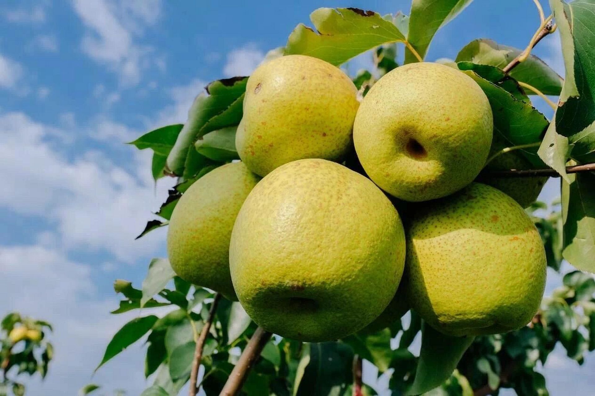 古时御前贡梨,如今的平民水果,山西平遥贡梨 山西平遥的贡梨,秋季开始