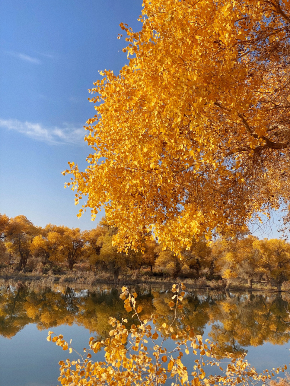 新疆喀什地区巴楚县 有原始胡杨林316万亩 是世界连片面积最大的天然